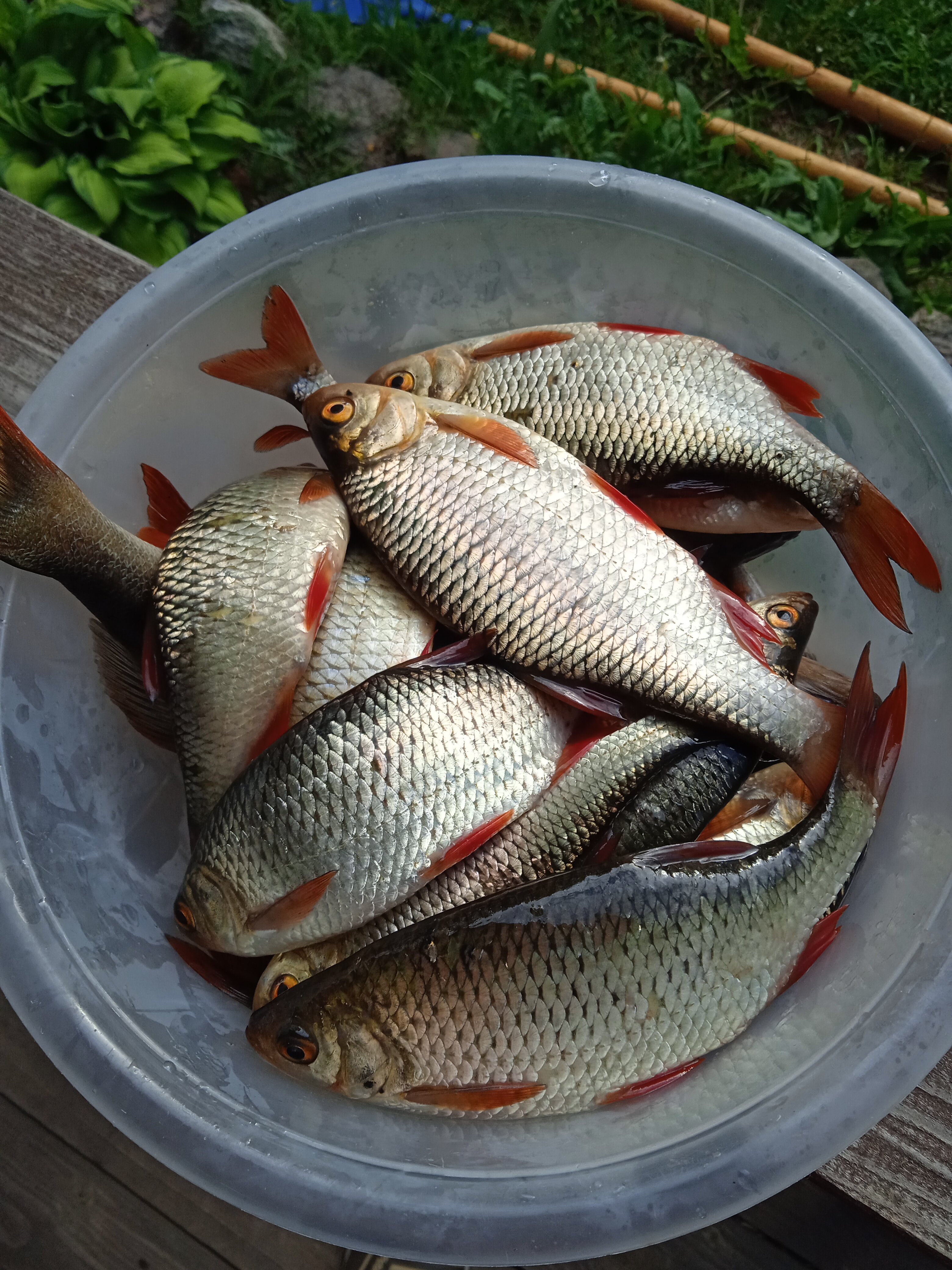 Фото Хуторок Себежский берег озера