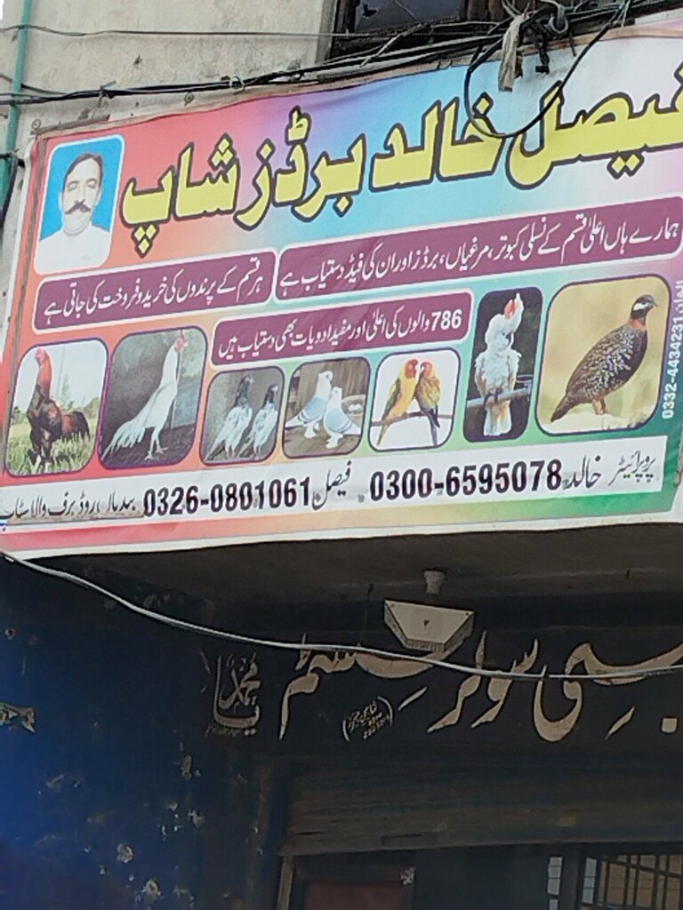 Pet shop Fasill Khalid birds, Lahore, photo