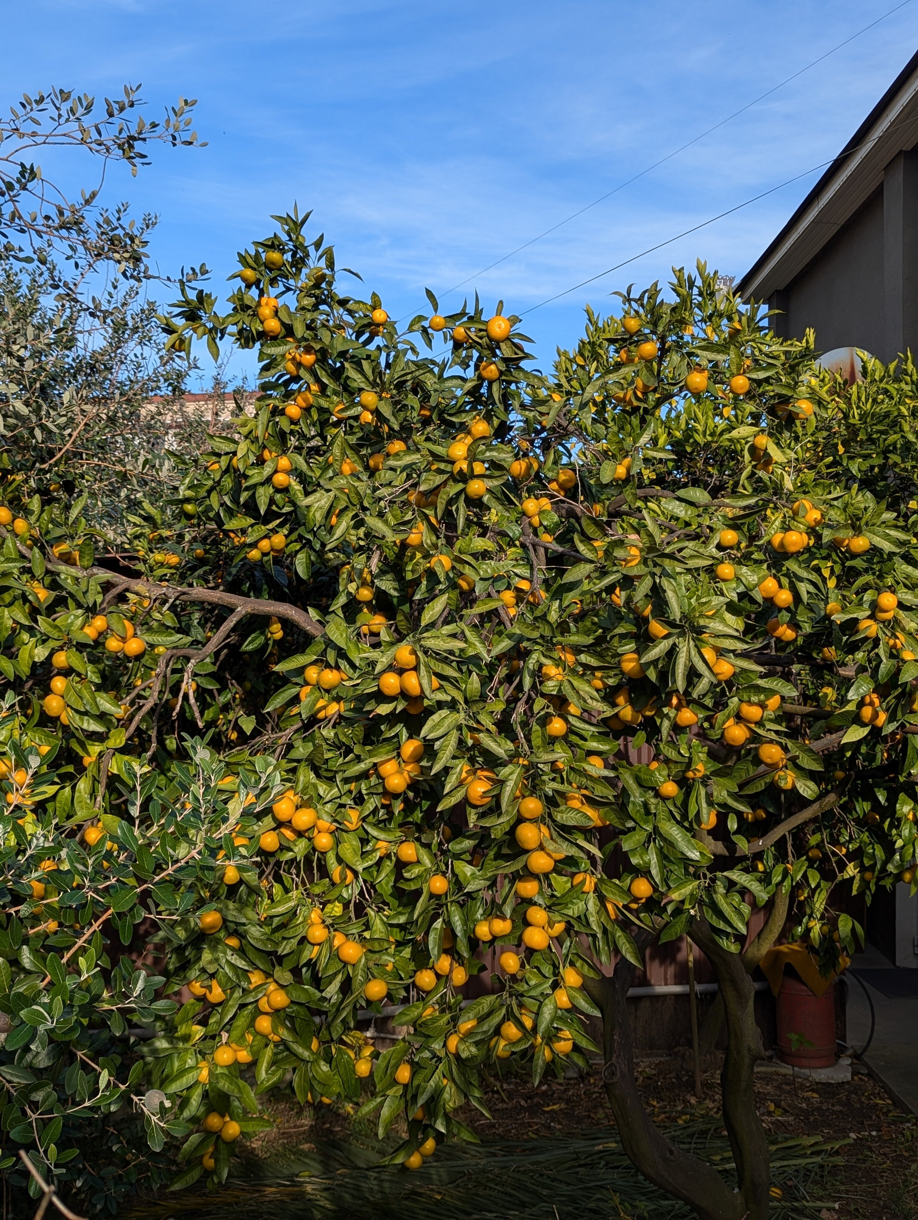 Фото Таминик