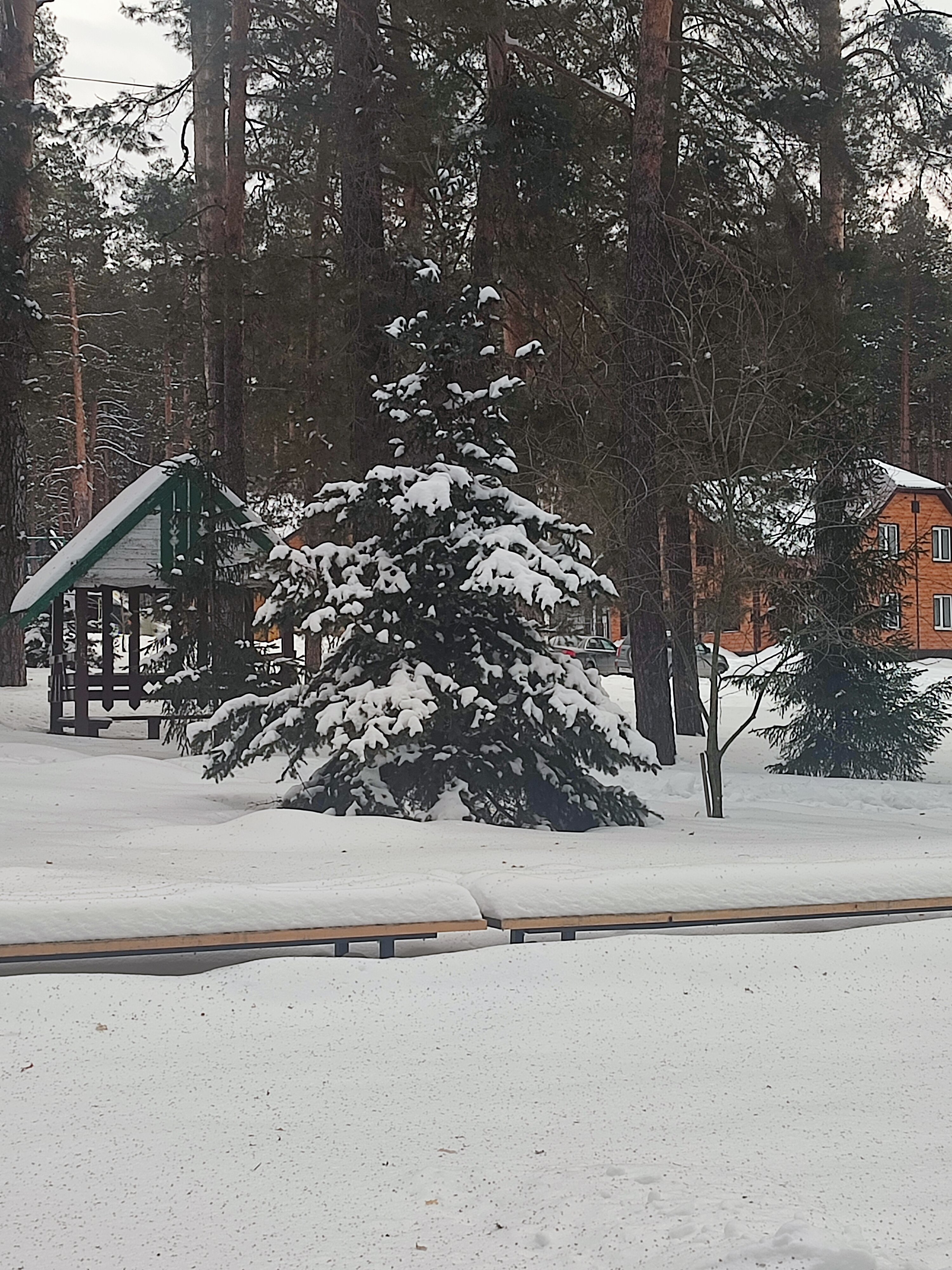 Фото Сосновый бор