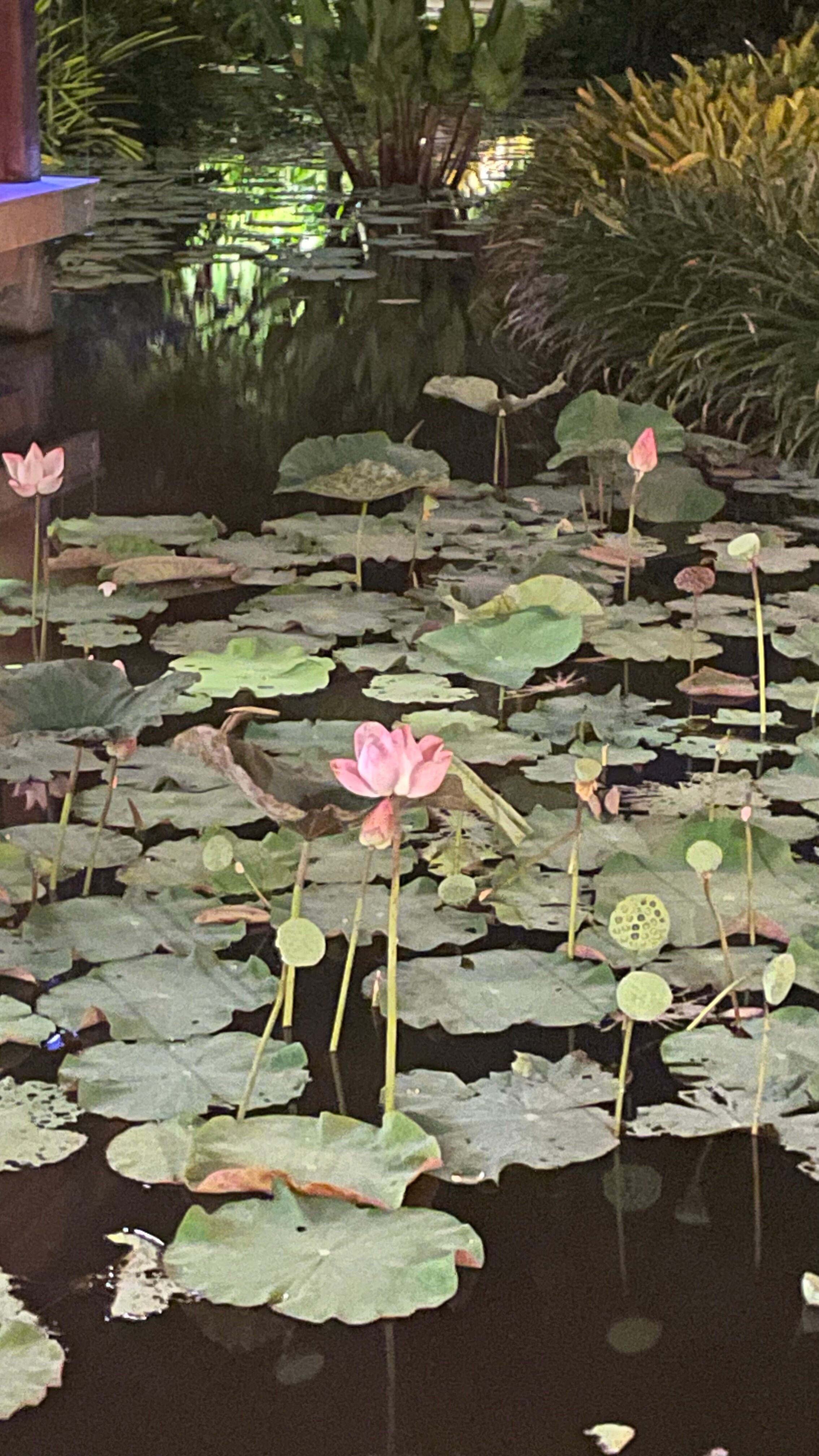 Фото Anantara Mai Khao Phuket Villas