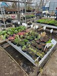 Природа-71 (ulitsa Kommunarov, 41), centro de jardinería