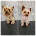 Svetgroom (Dunayskiy Avenue, 7к7), pet salon