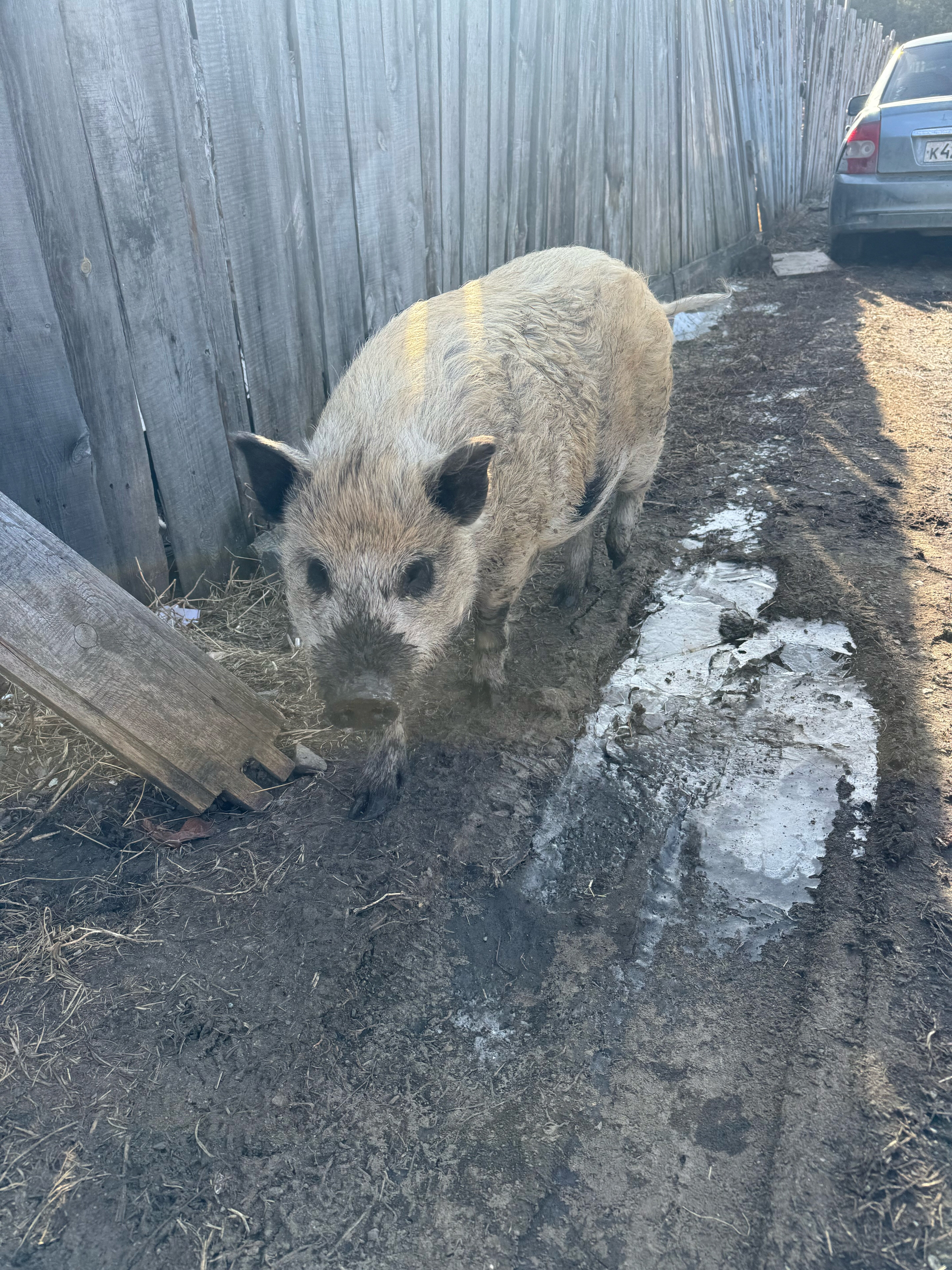 Фото 33 Медведя