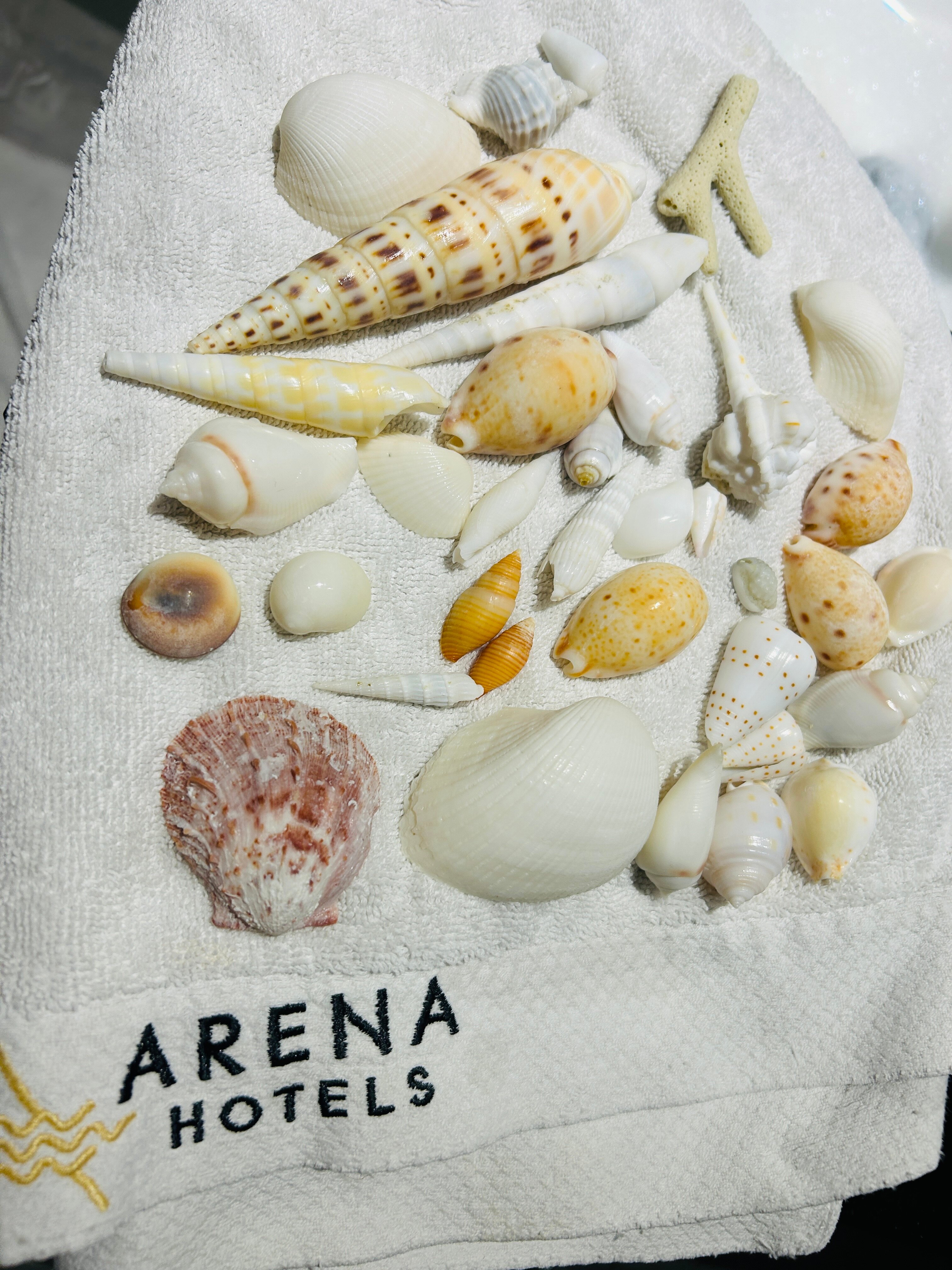 Фото Arena Beach Hotel