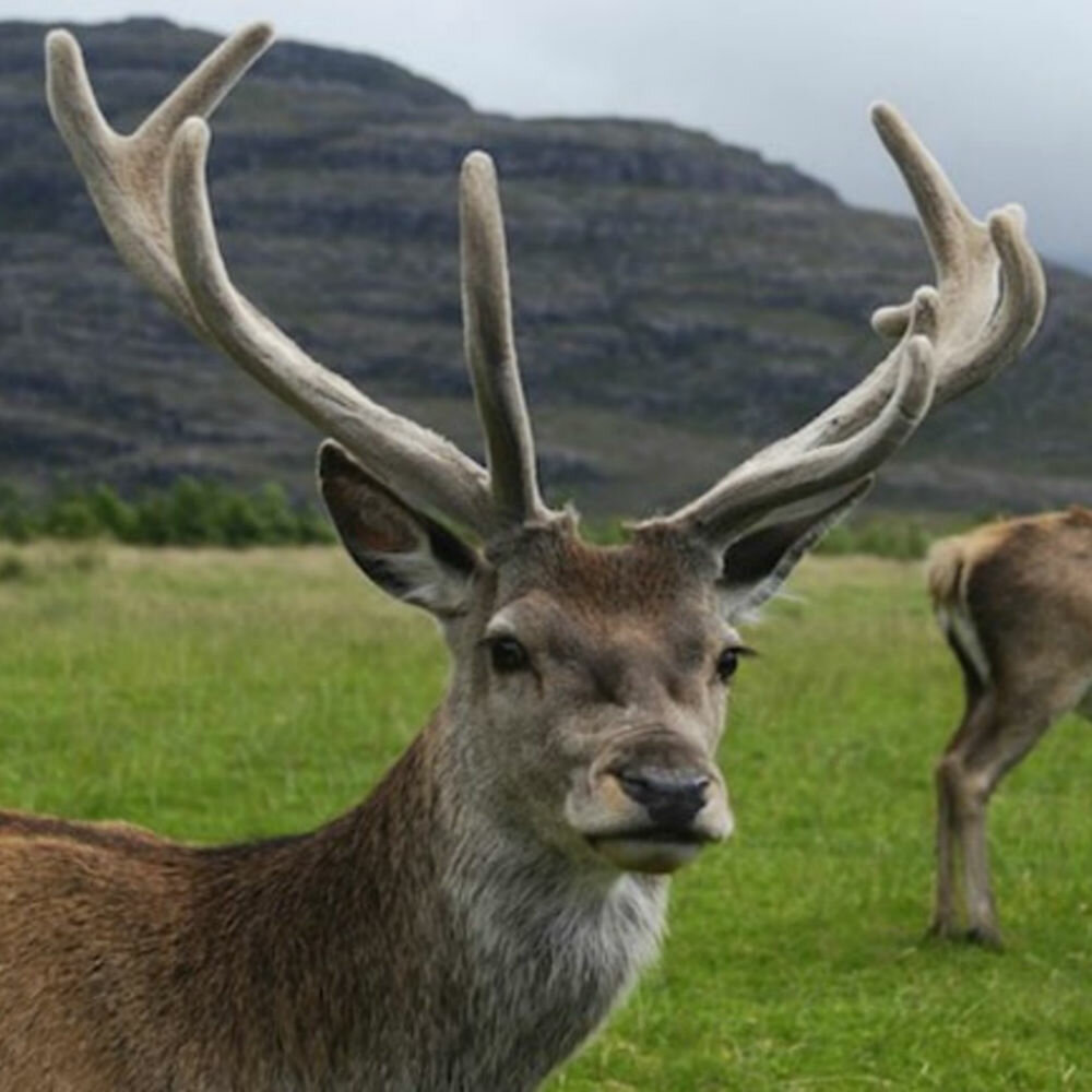 Sports nutrition Pantolex, Moscow, photo