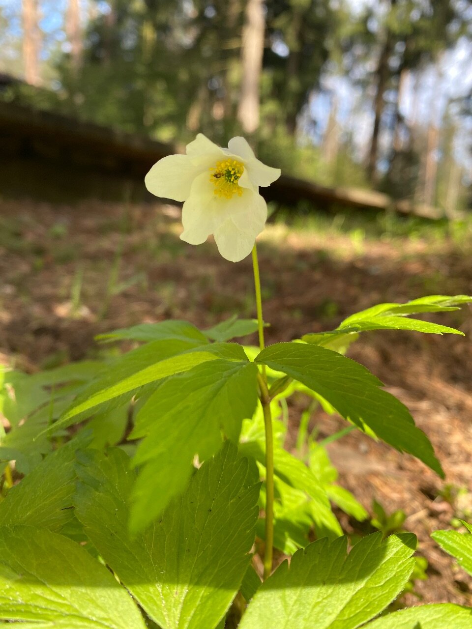 Фото Коробицыно Каскад