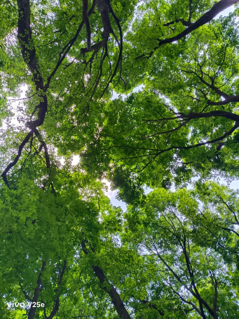 Лесопарк Монастырский лес, Белгородская область, фото