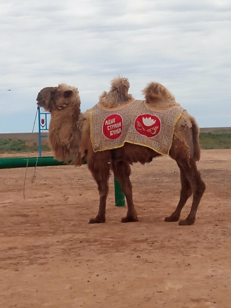 Excursions Адык - страна Бумба, Republic of Kalmykia, photo