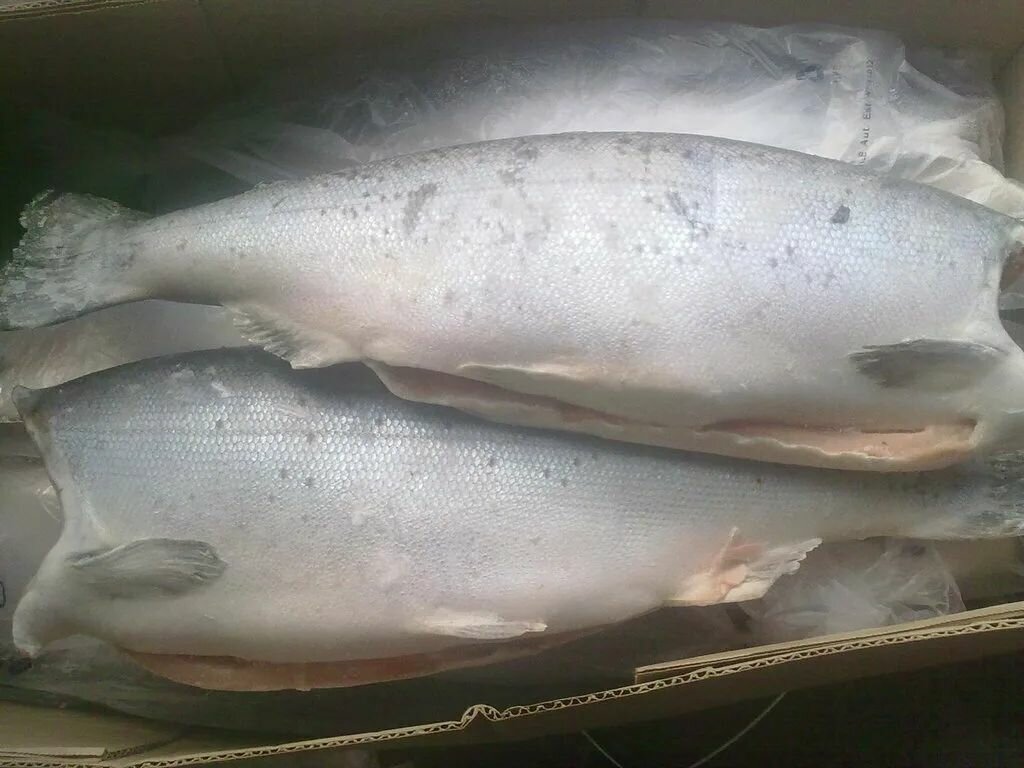 Fish and seafood Fish ray, Himki, photo