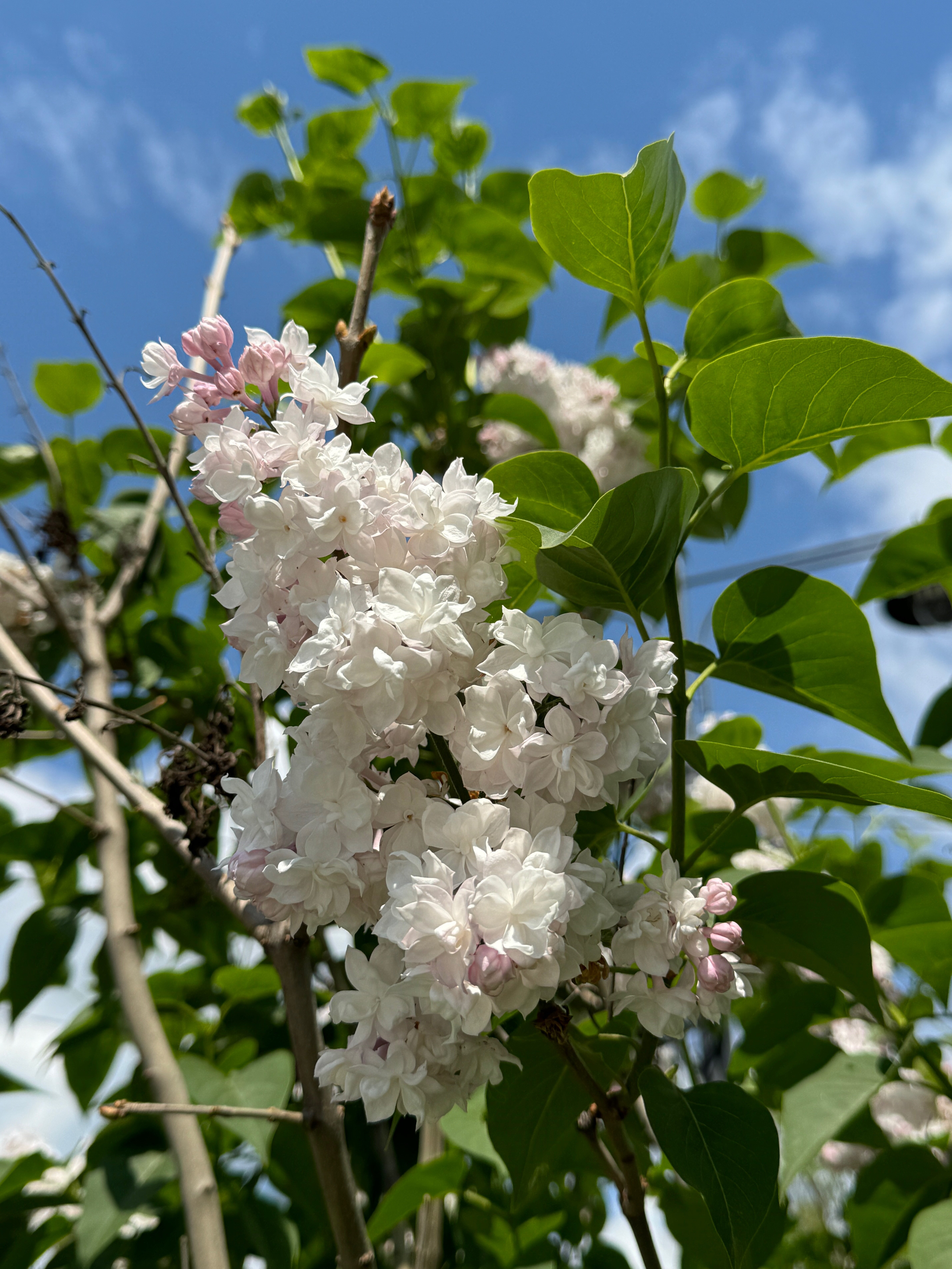 Фото Кремлёвский парк