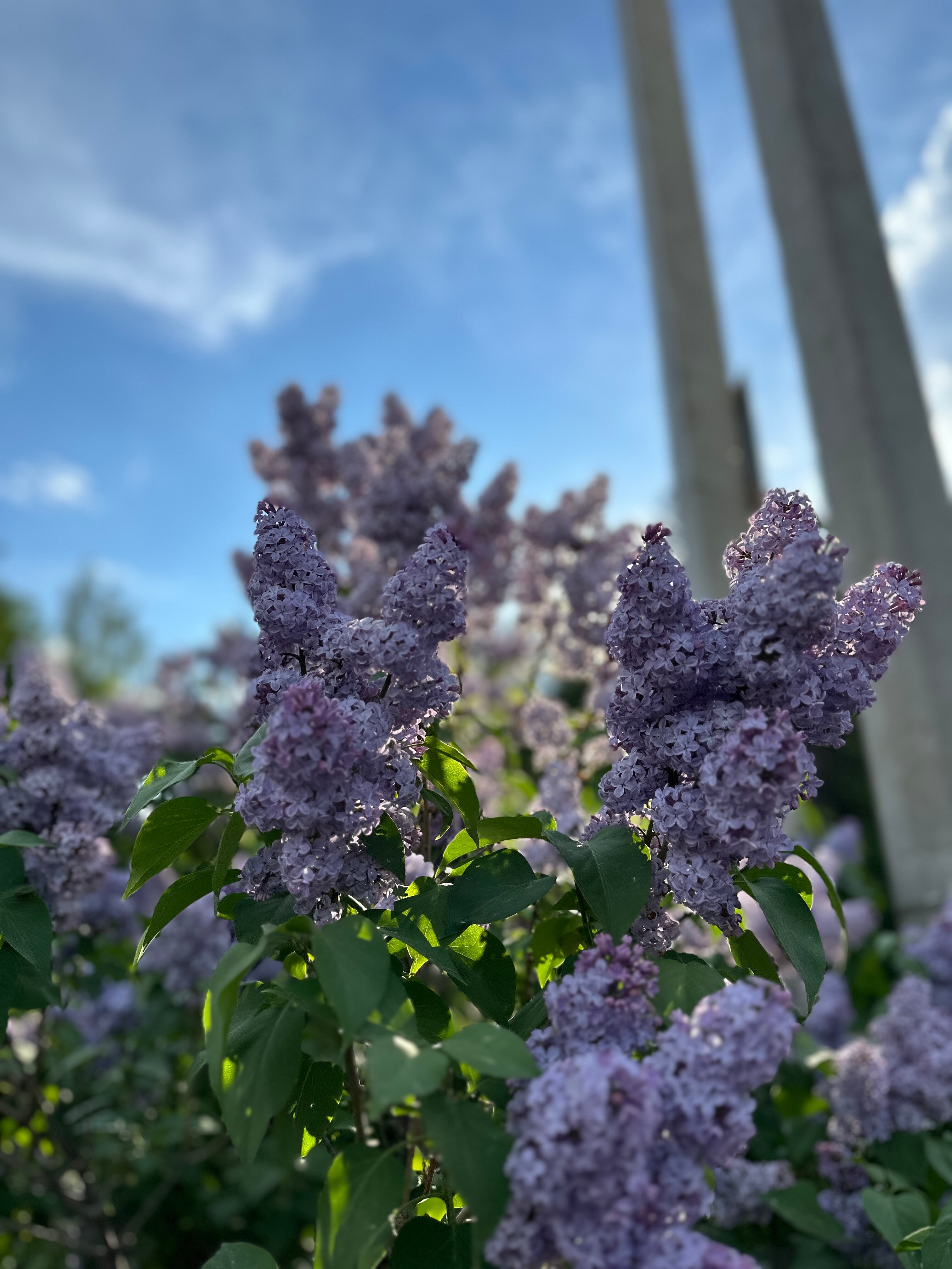 Фото Сосновый бор