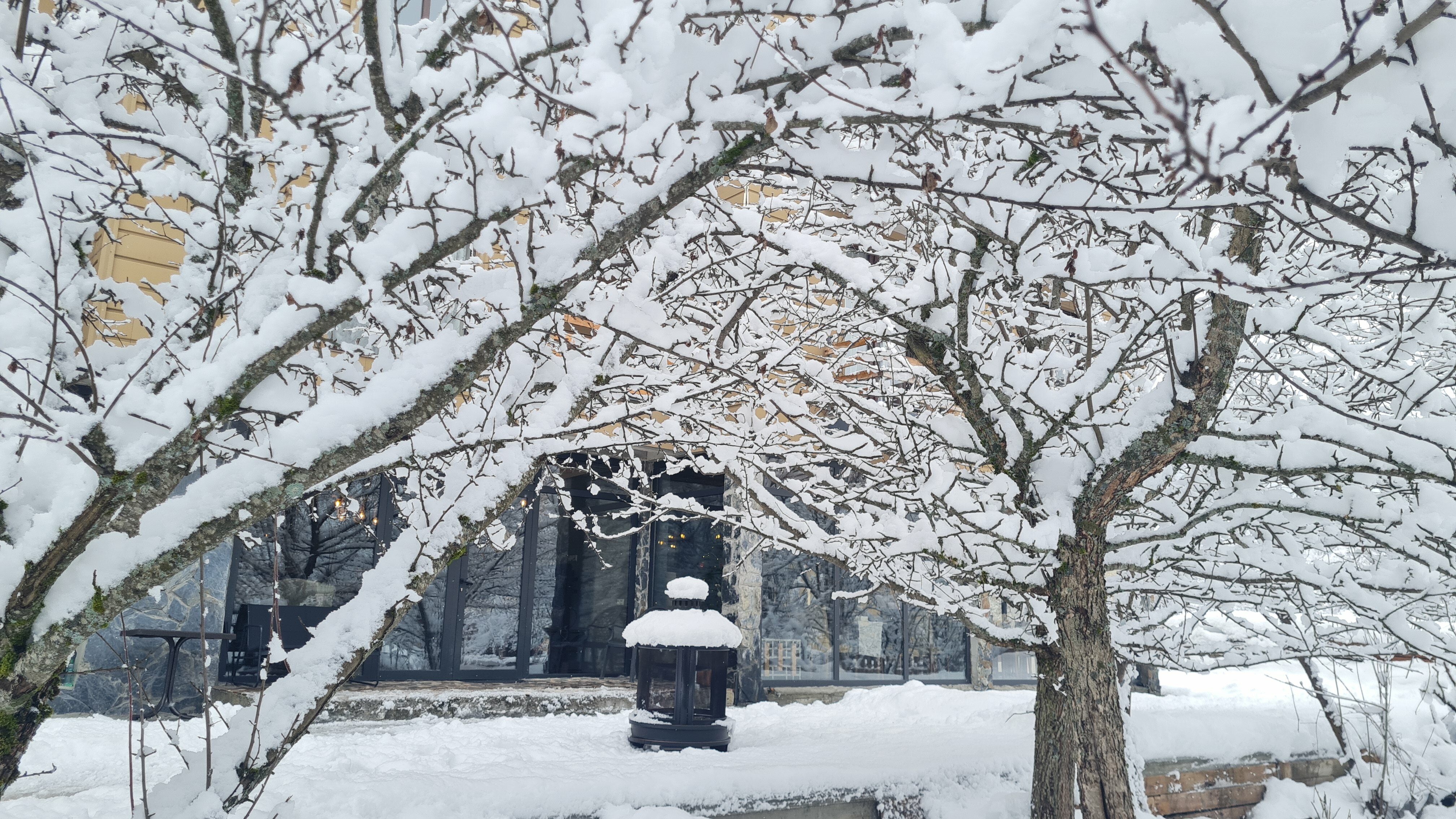 Фото Mestia Roots