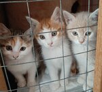 Zoogelendzhik (Krasnodar Territory, Gelendzhik, Hodenko Street), animal shelter