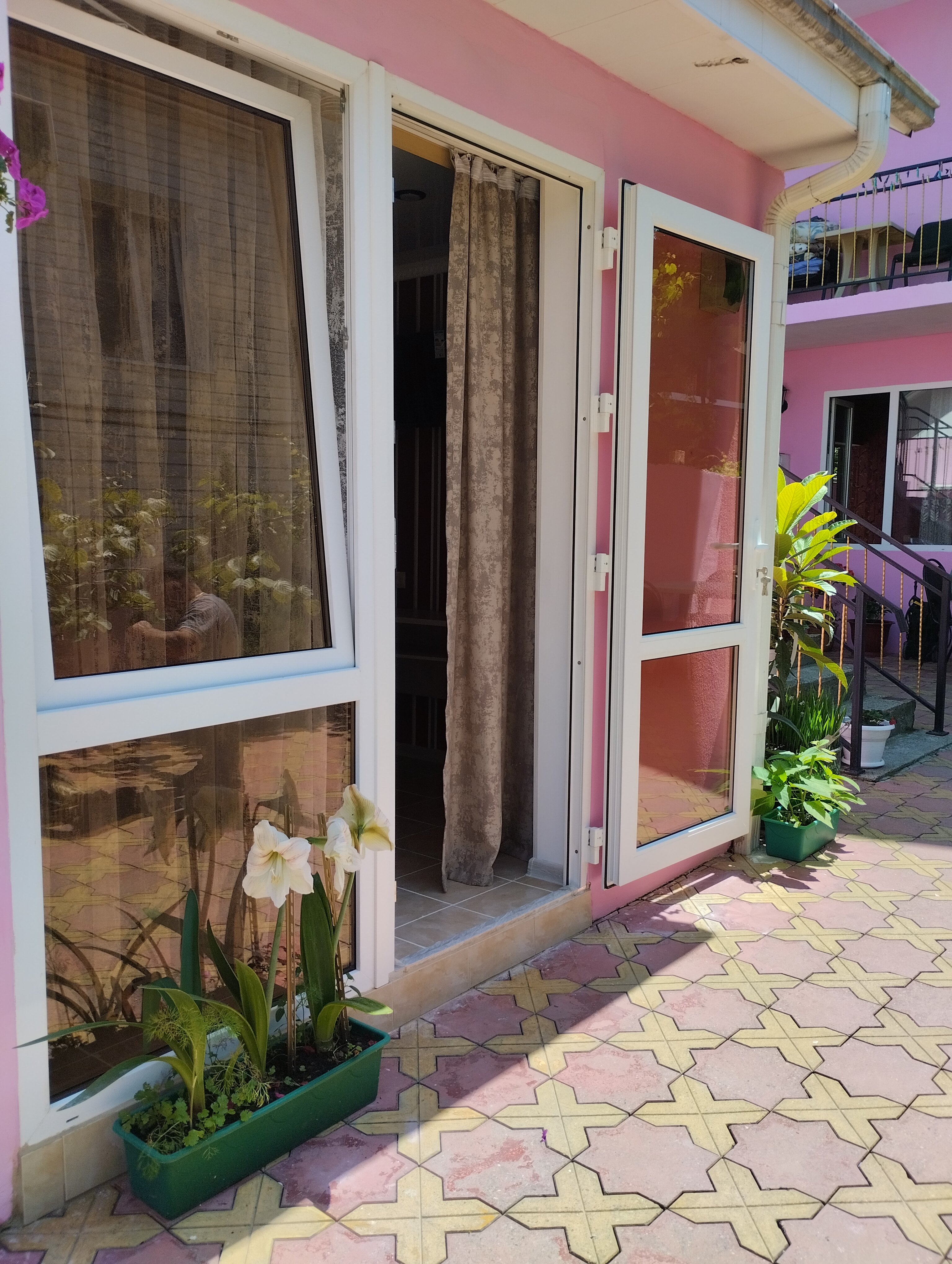 Фото Азалия