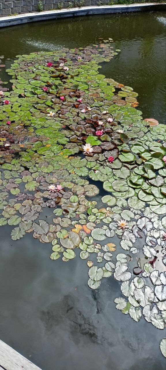 Фото Карпин пруд