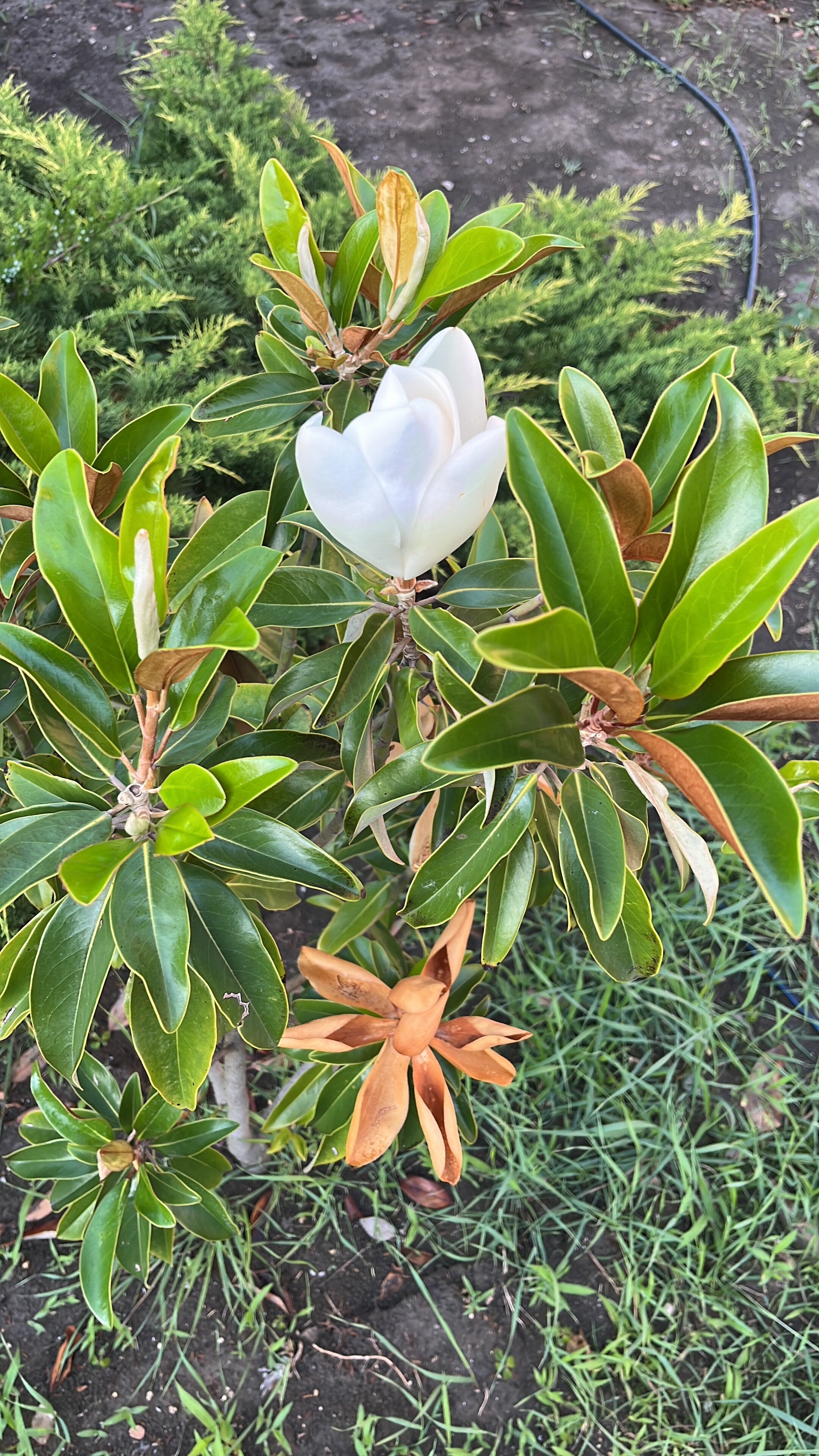 Фото Шато Блан