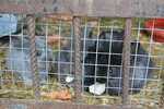Кролики (Moscow Region, Taldomskiy Urban District, territorialnoye otdeleniye Tempovoye), animal cage