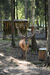 Европейские лани (Moscow Region, Taldomskiy Urban District, territorialnoye otdeleniye Tempovoye), animal cage