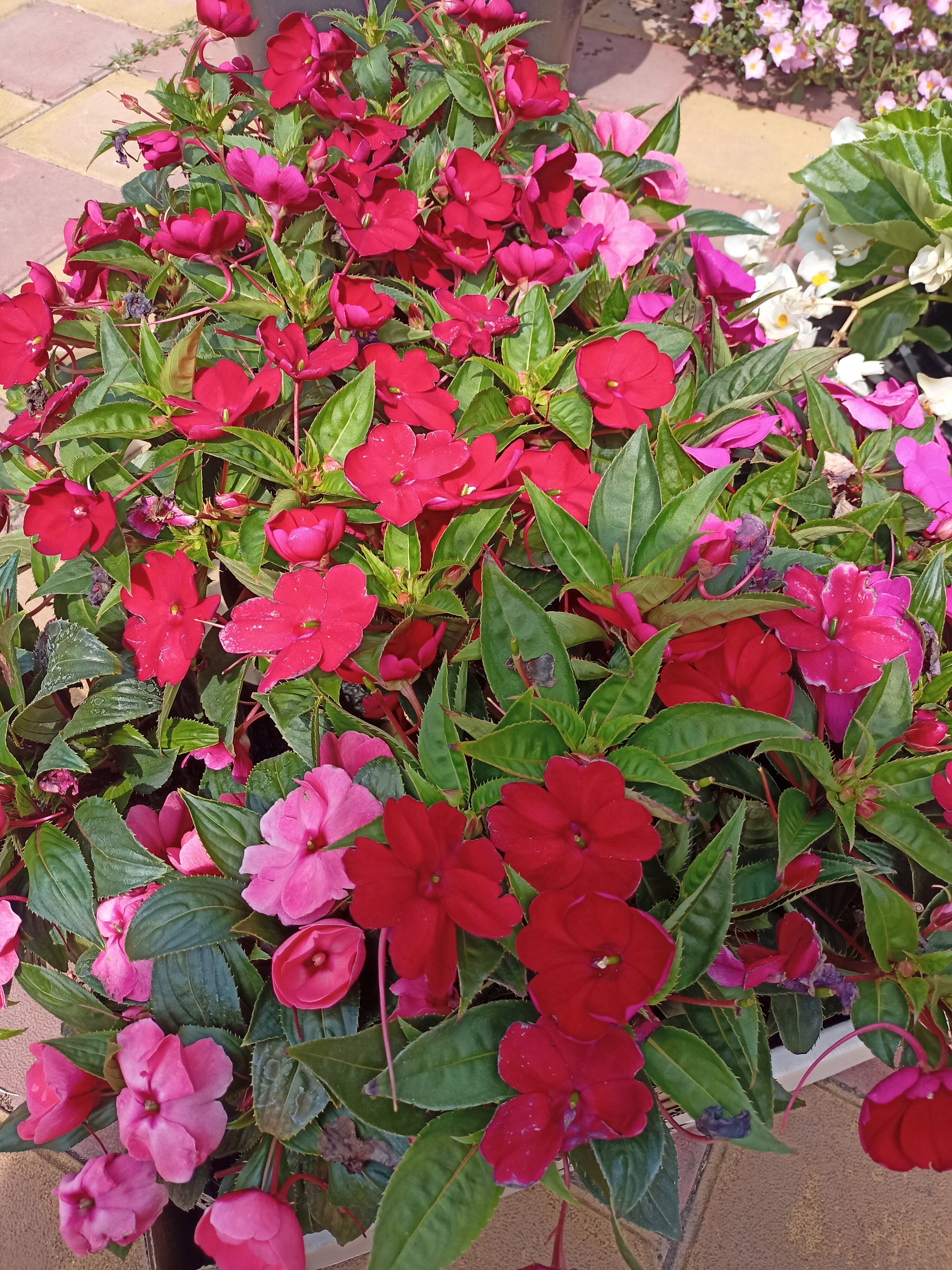 Фото Август