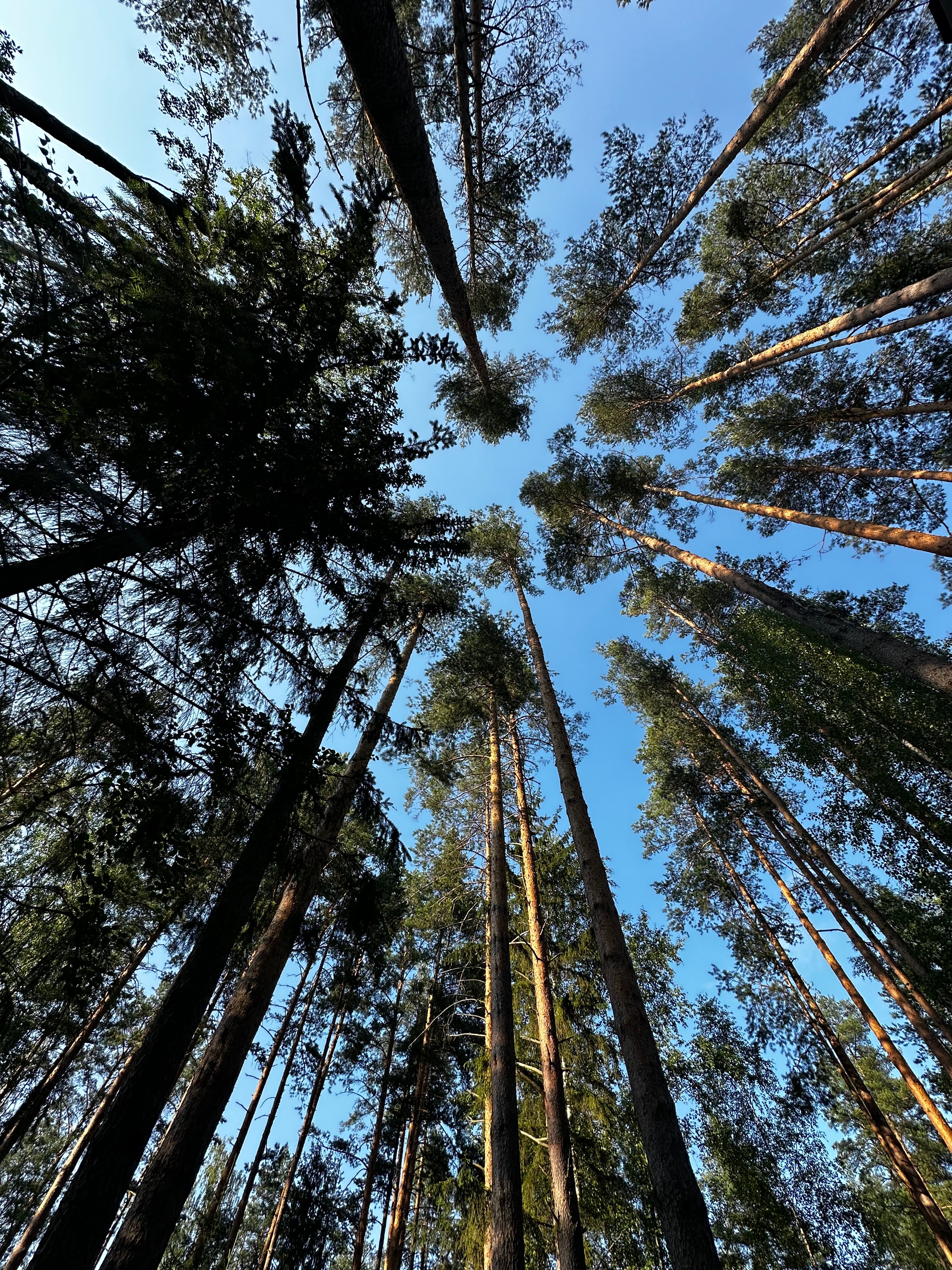 Фото Территория отдыха Лисички