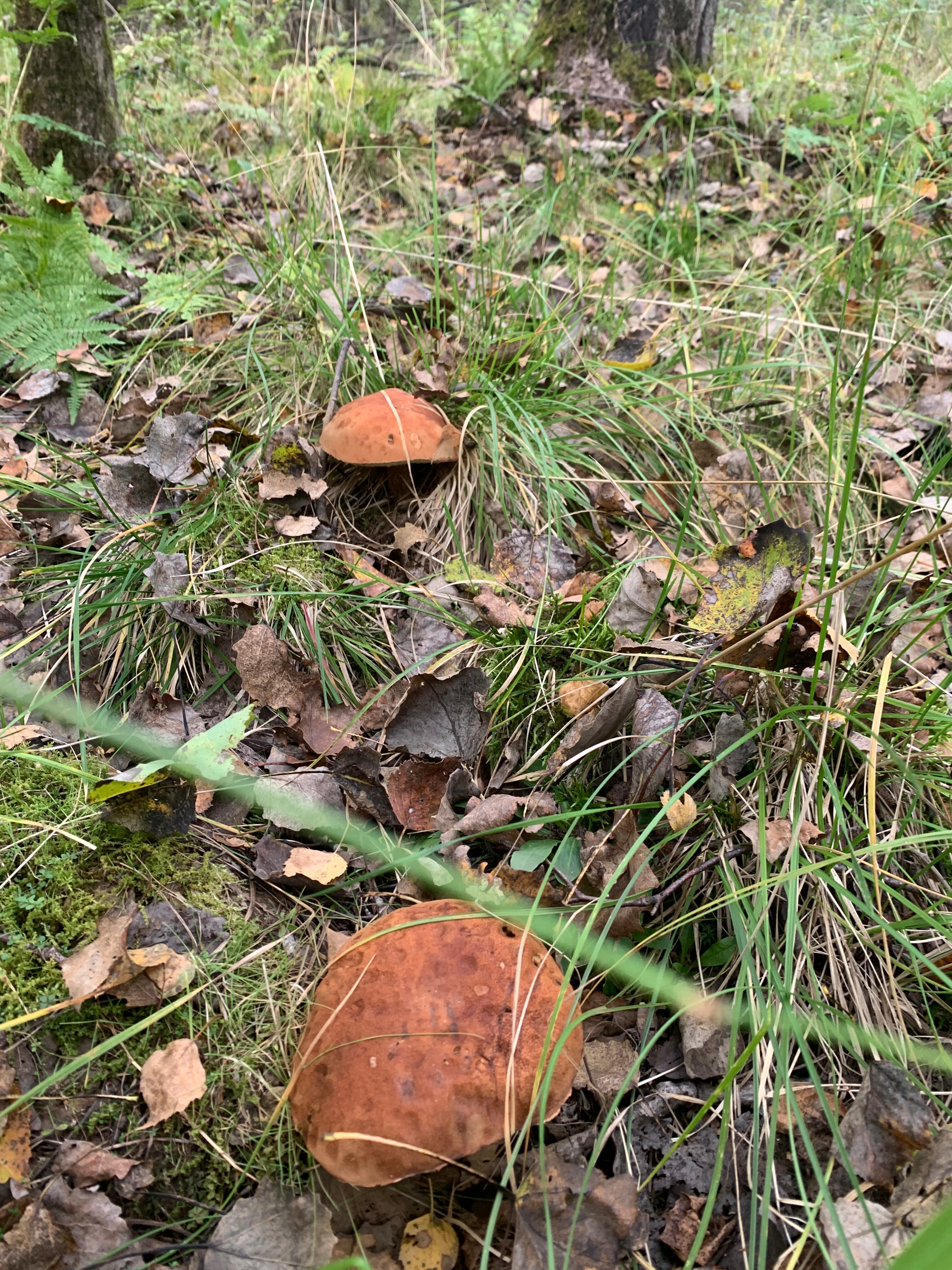 Фото Гагарин Барн