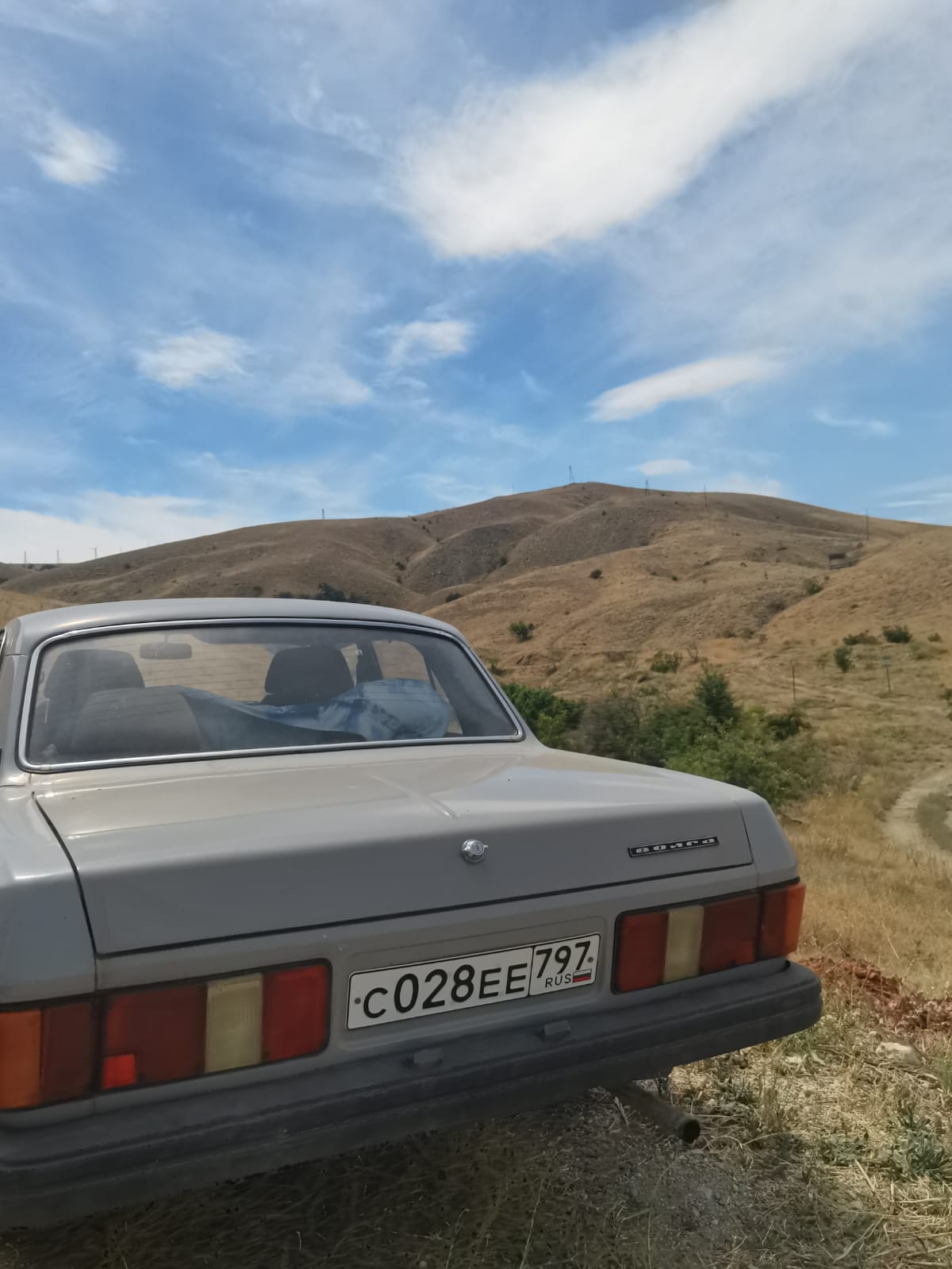 Фото Кипарис