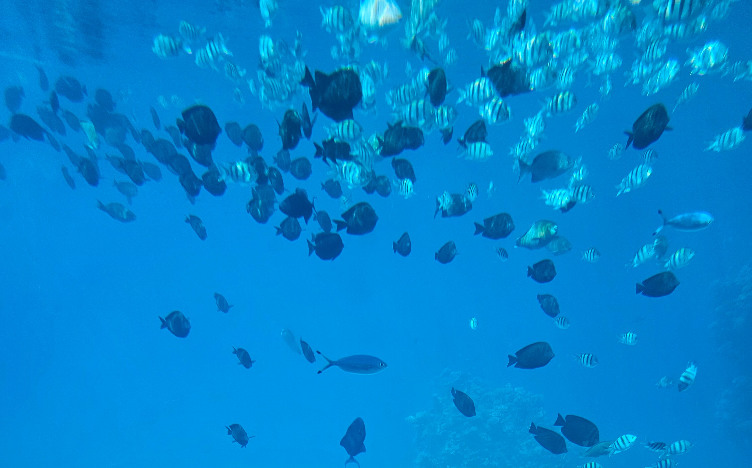 Фото Movenpick Resort Sharm El Sheik 