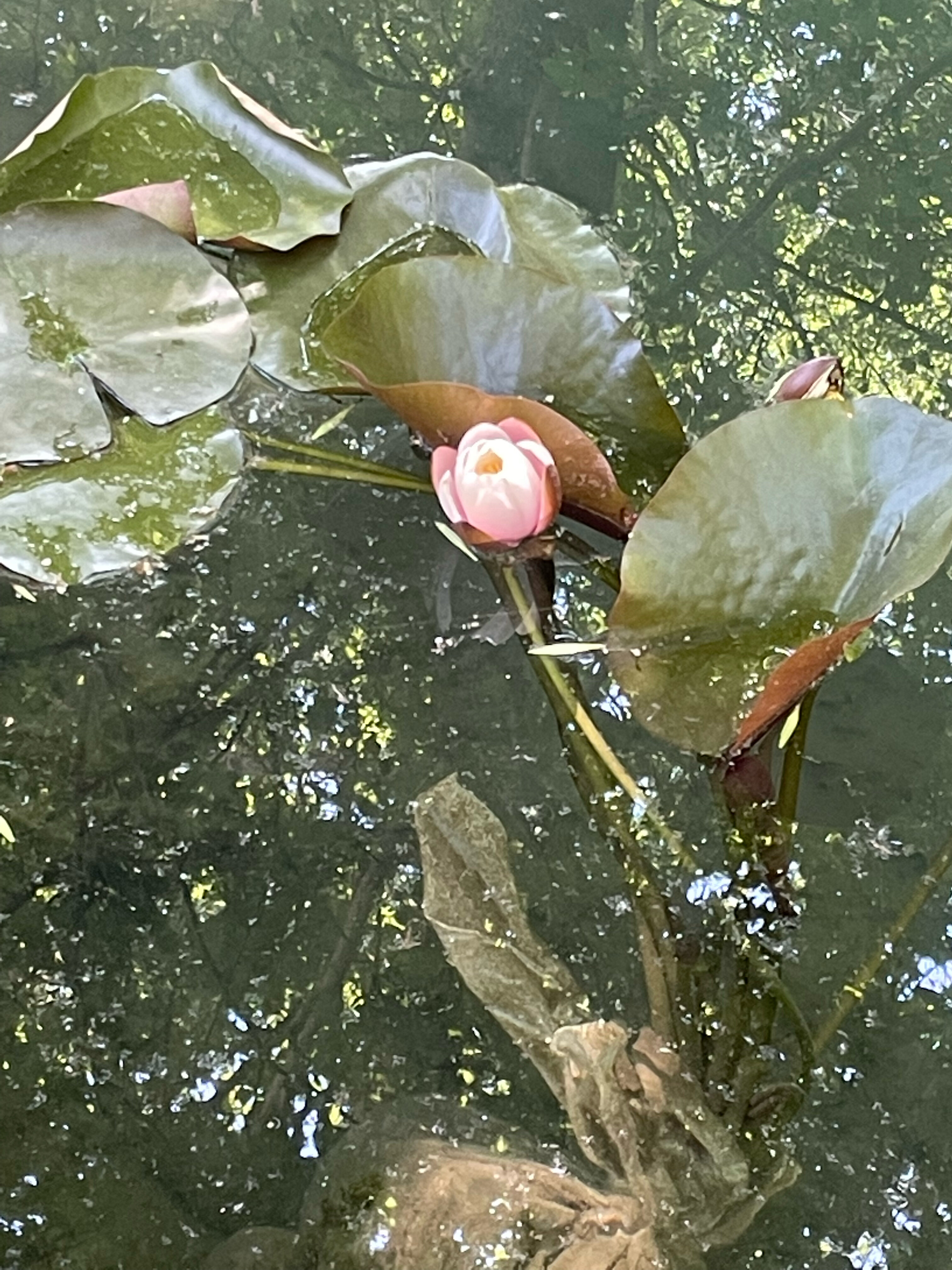 Фото Rano Eco Village