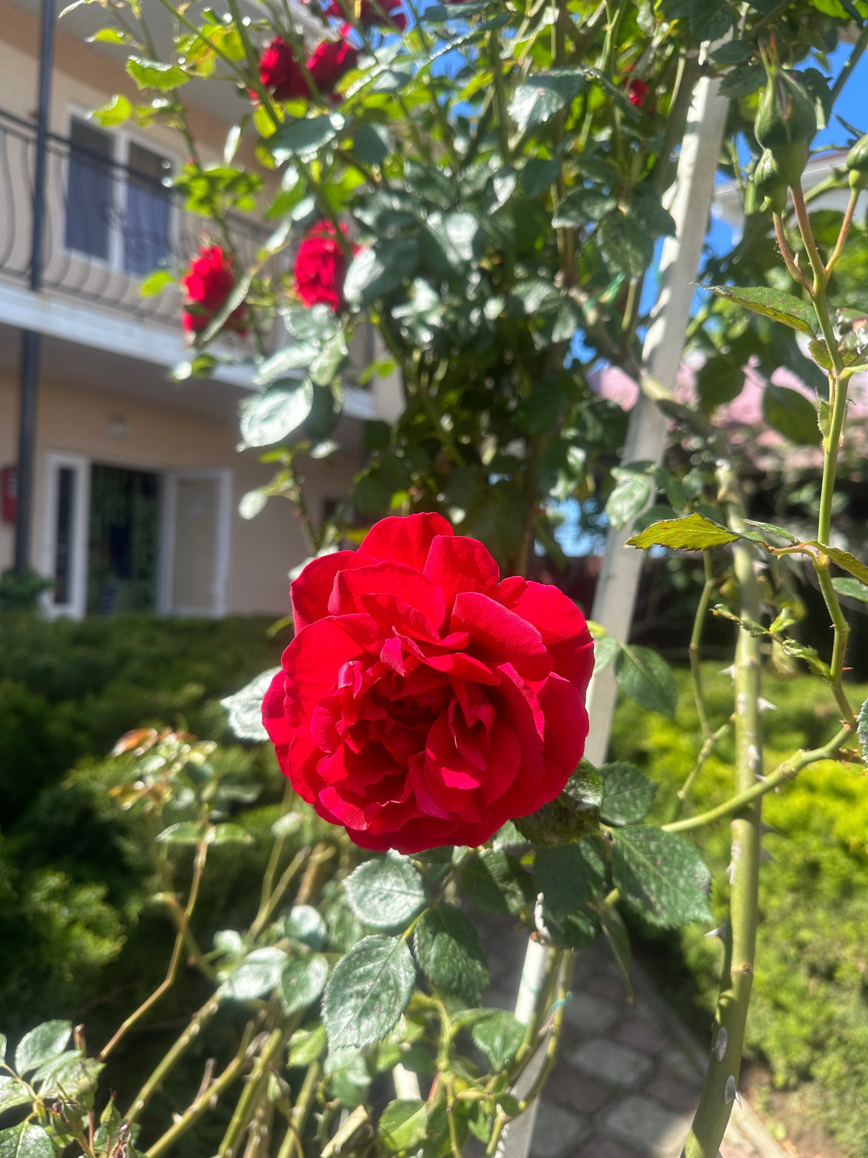 Фото Зелёный дворик