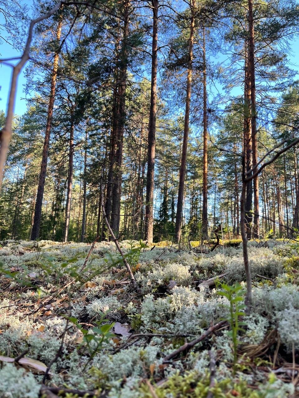 Фото Нью-Ветлуга-Парк