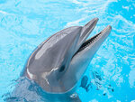 Nemo (Керченское шоссе, 9А), dolphinarium