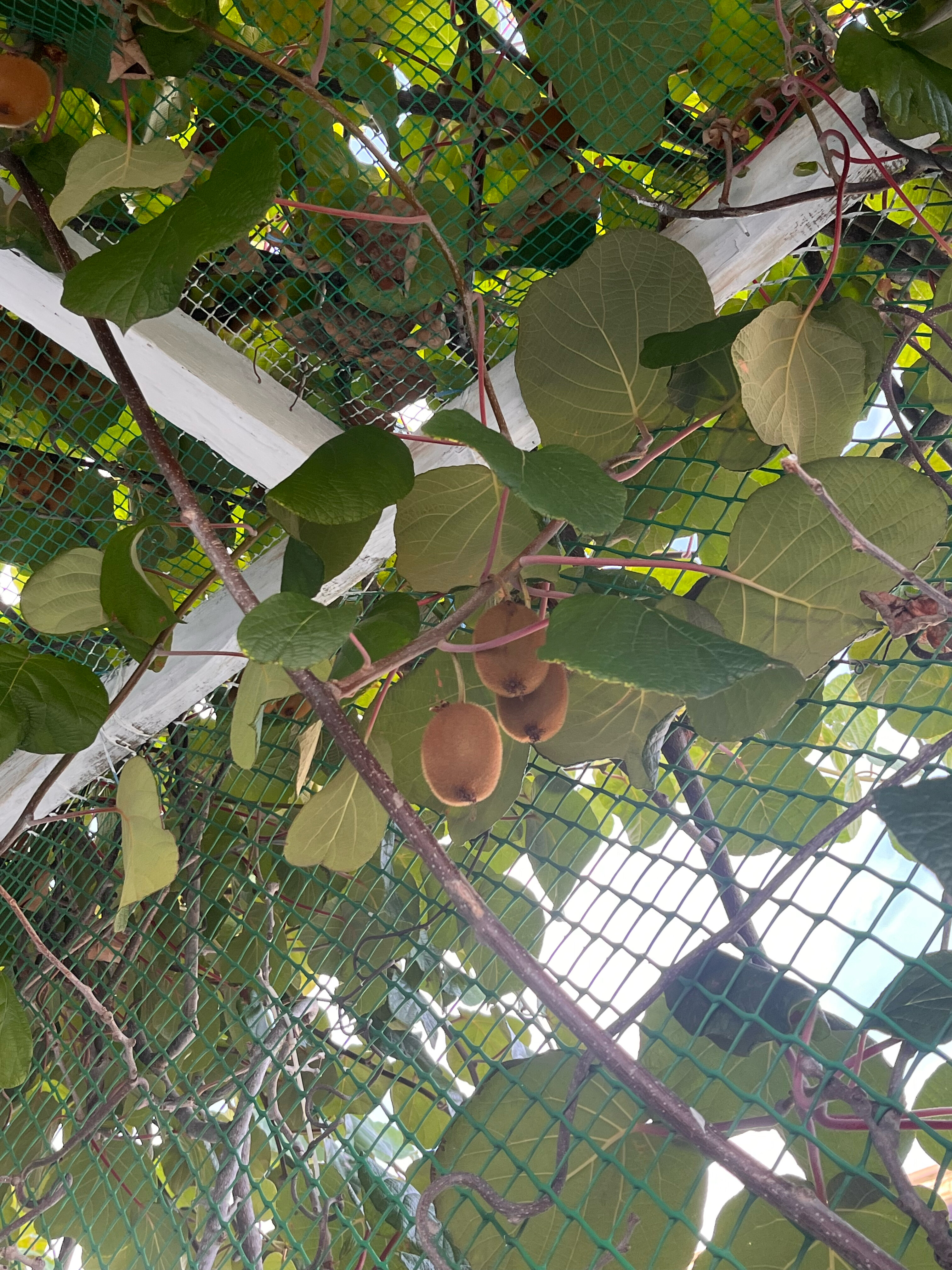 Фото Бирюза - Гранат