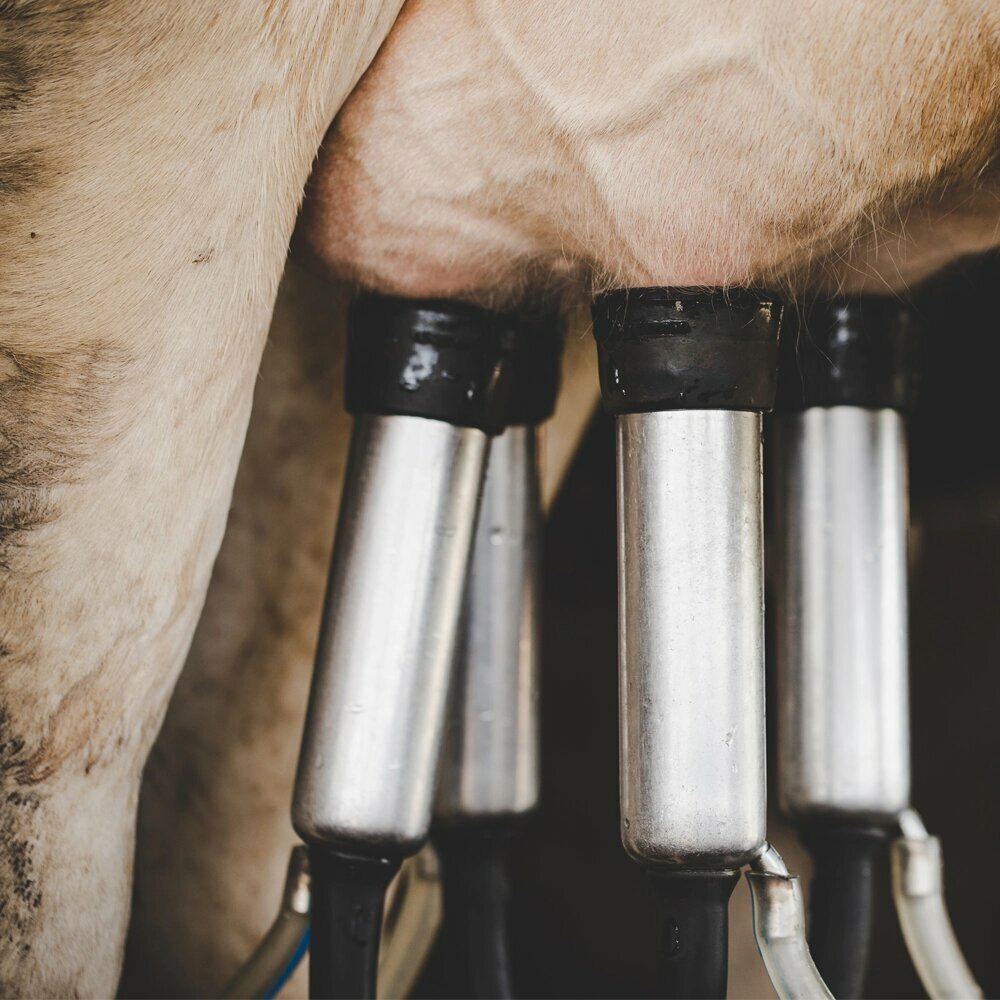 Intensive animal farming All Milk Meat and Breeding Cattle Breeders Association, Istanbul, photo