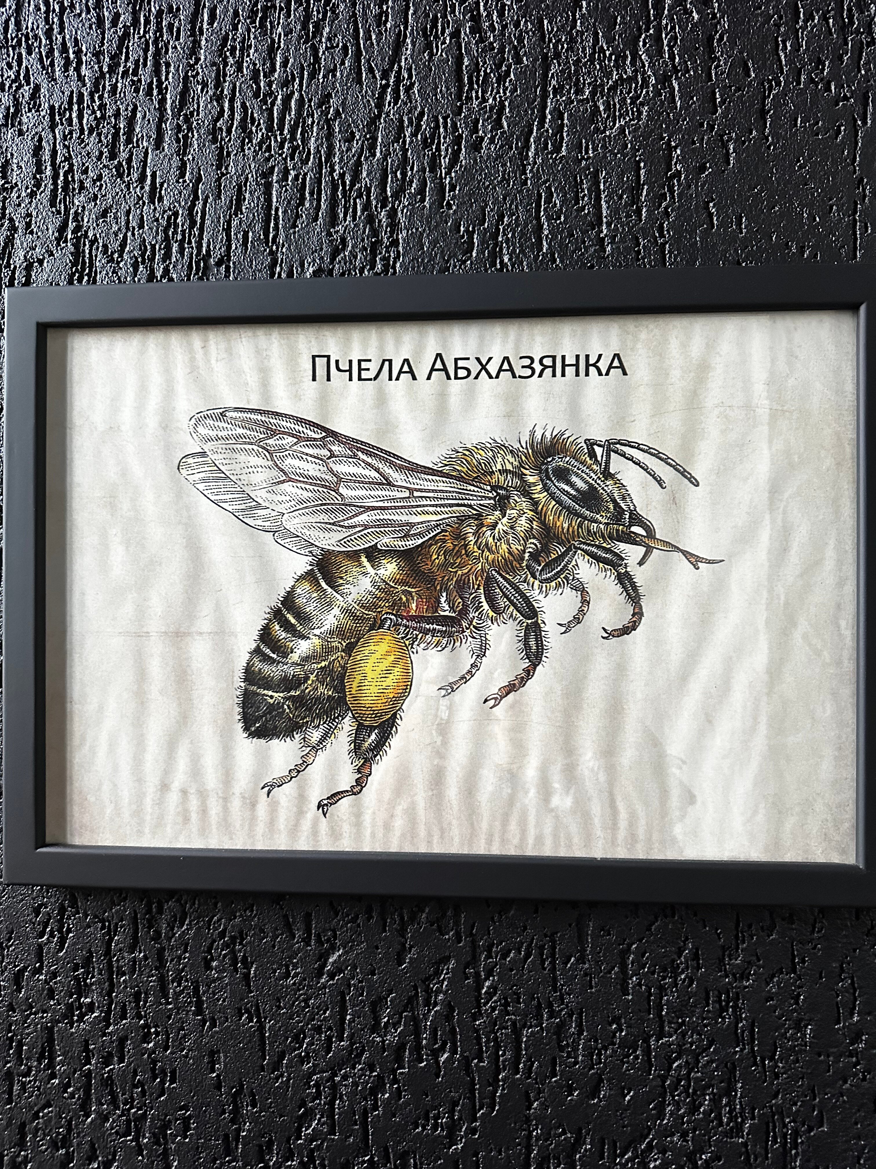 Фото Медовый