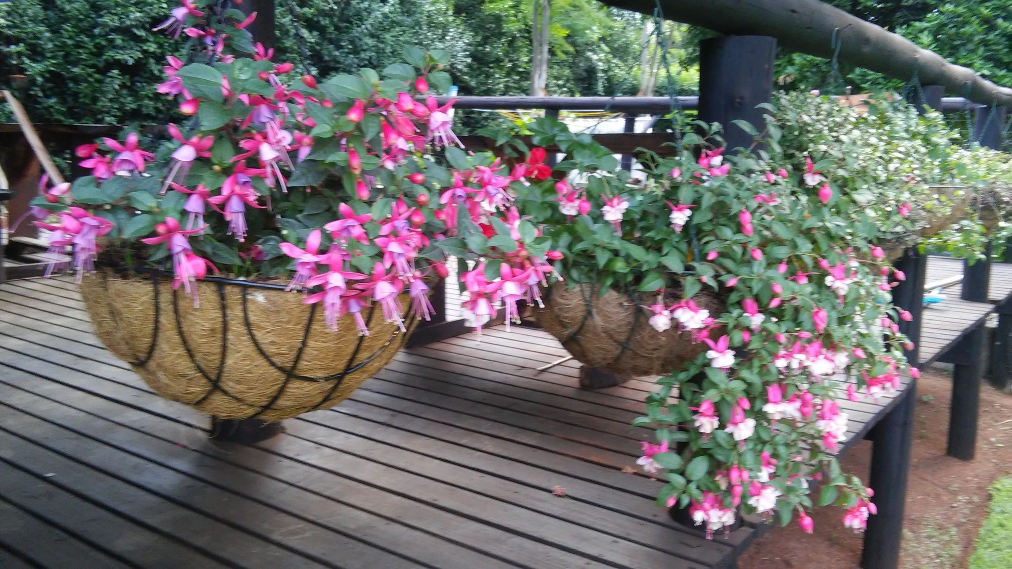 Фото Dublin Guest Lodge