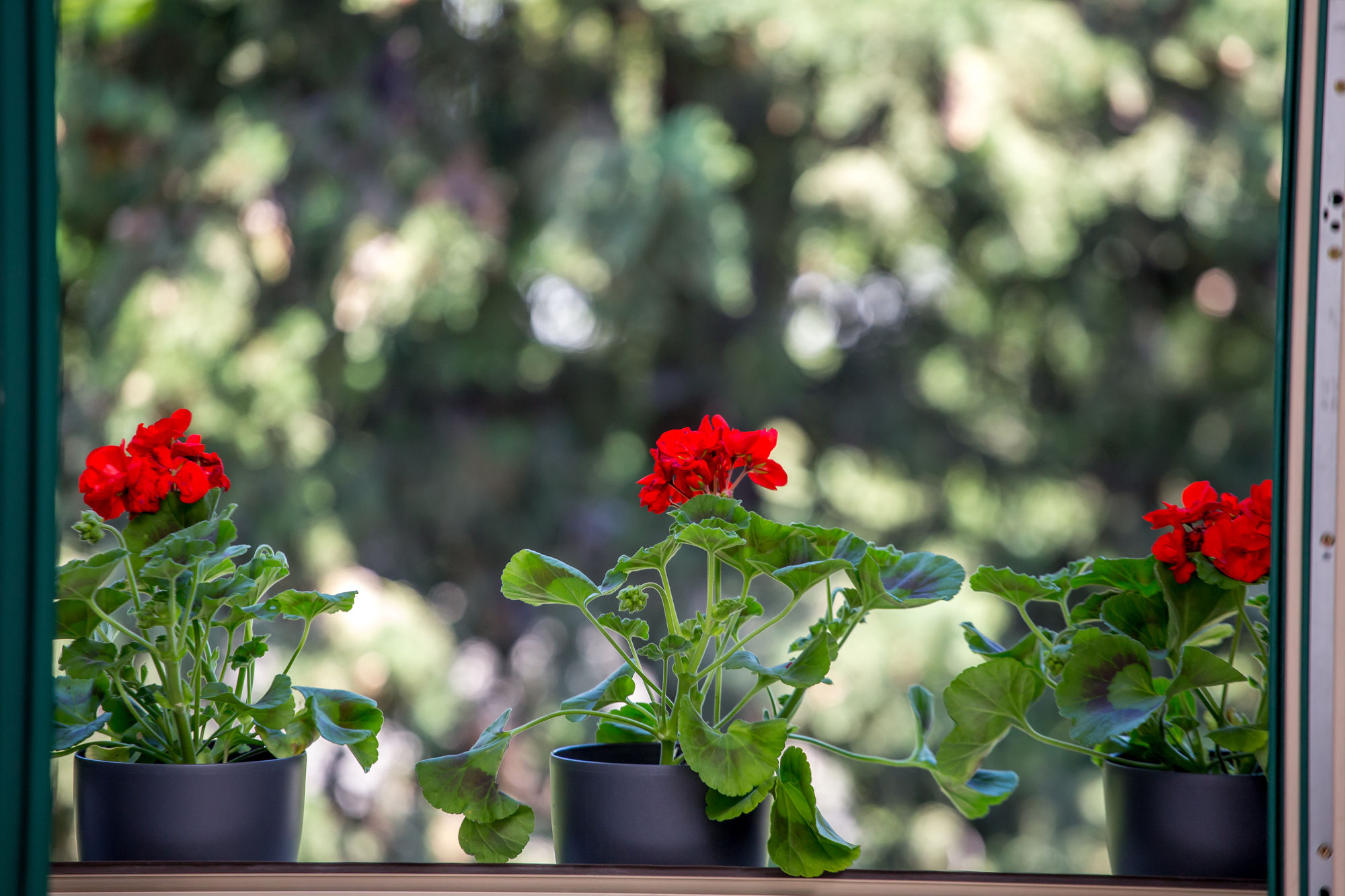 Фото Apartments Korta