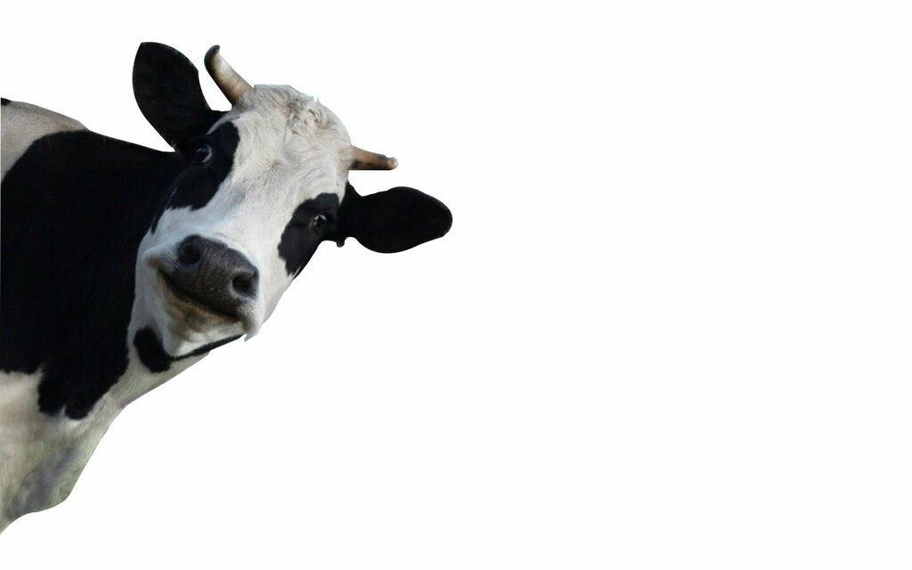 Intensive animal farming All Milk Meat and Breeding Cattle Breeders Association, Istanbul, photo