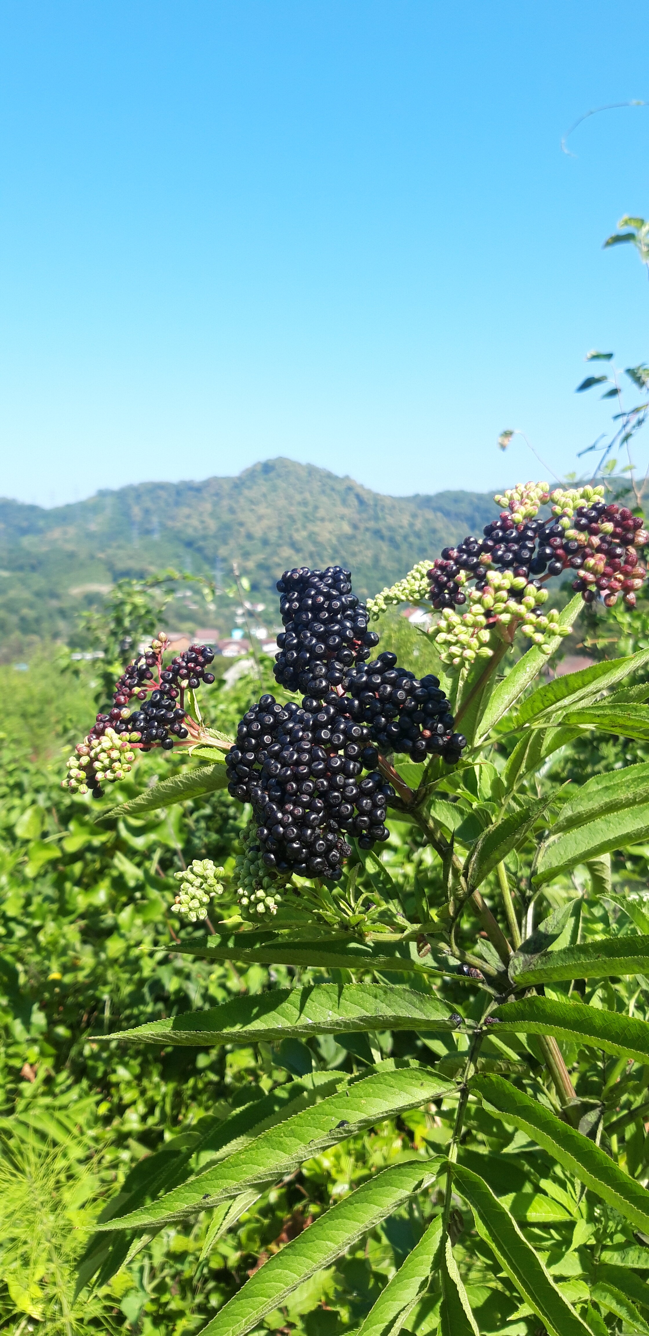 Фото Дольче Вита