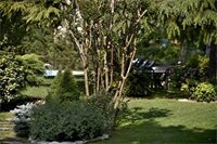 Фото Corvetto Residence