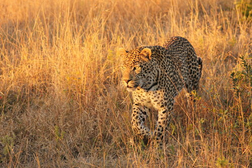 Внешний вид отеля Leopard Mountain Safari Lodge в Муниципалитете Йозини, фото 2