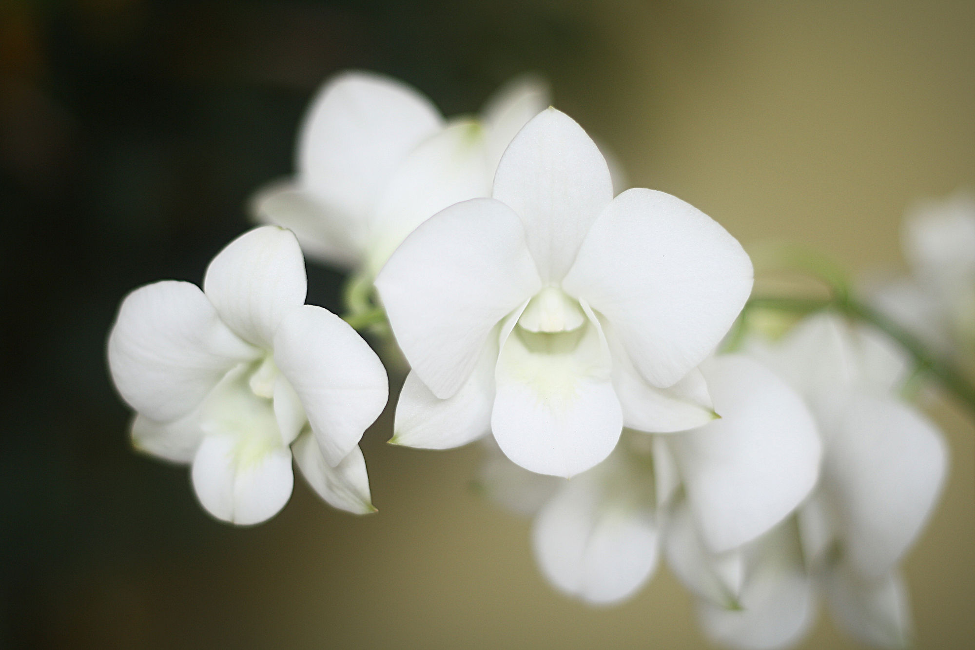 Фото Lee Boutique Hotel Tagaytay