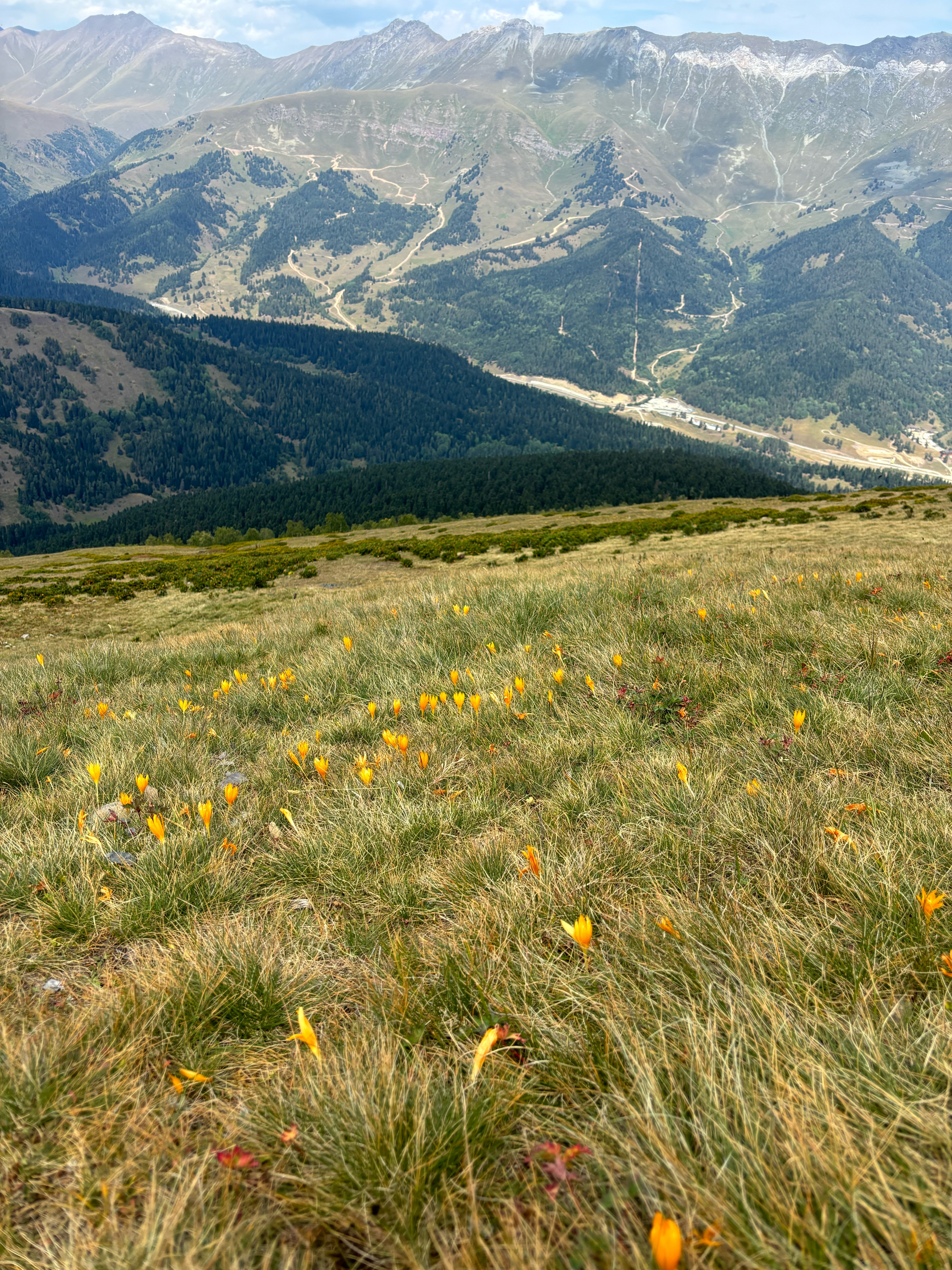 Фото Greenhouse 1599