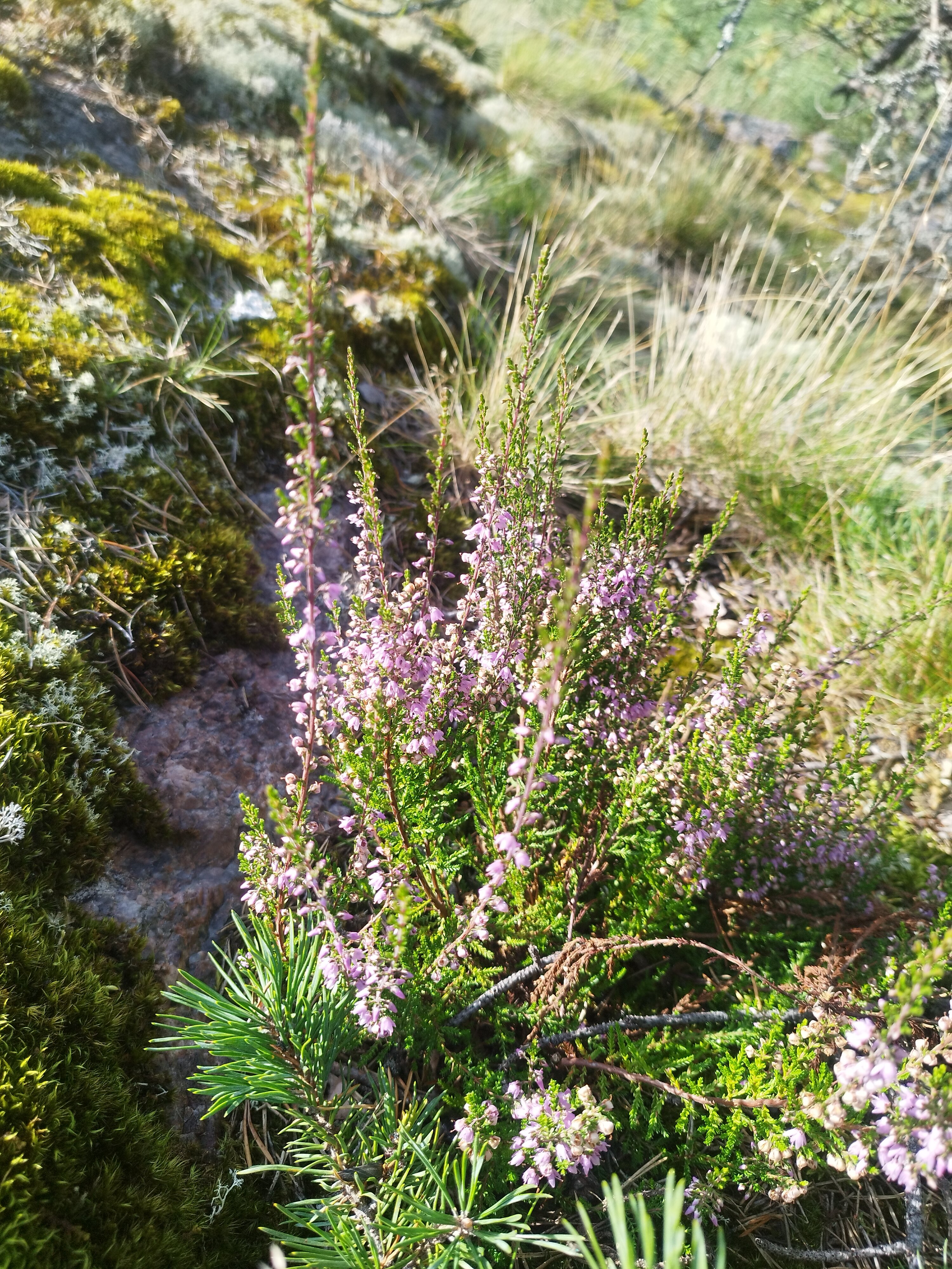 Фото Чё, по шхерам?