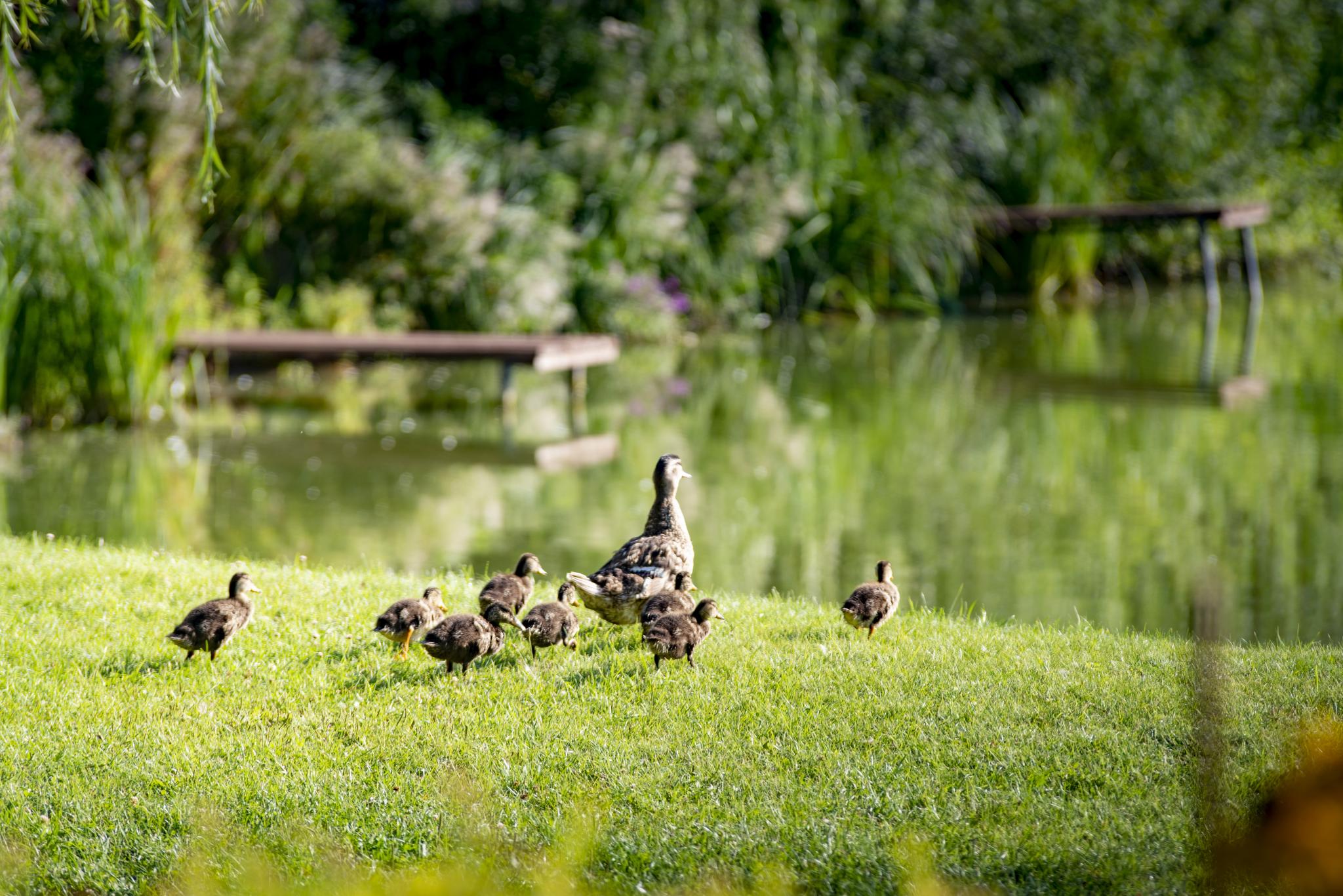 Фото Русская охота