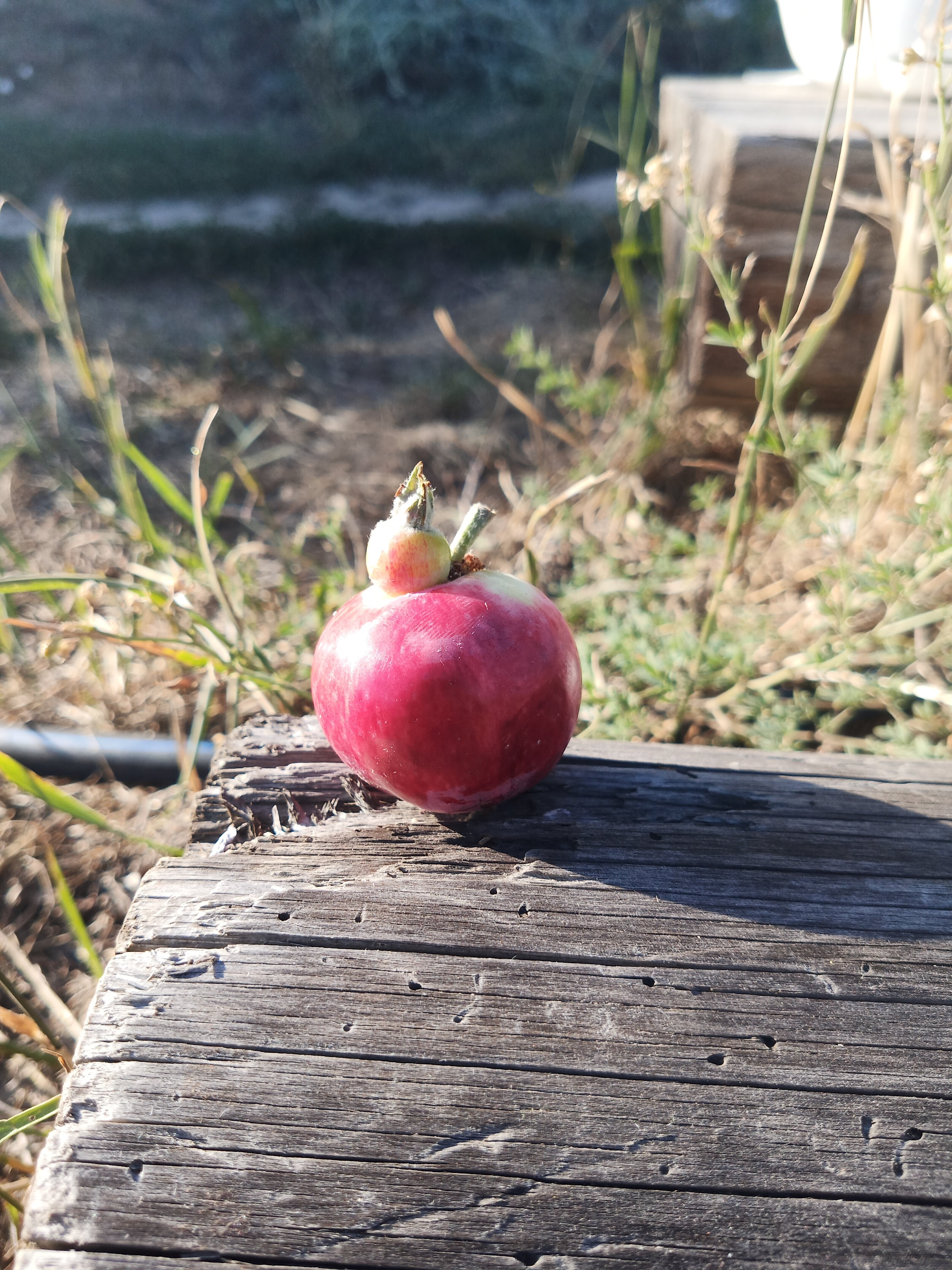 Фото Медвежье