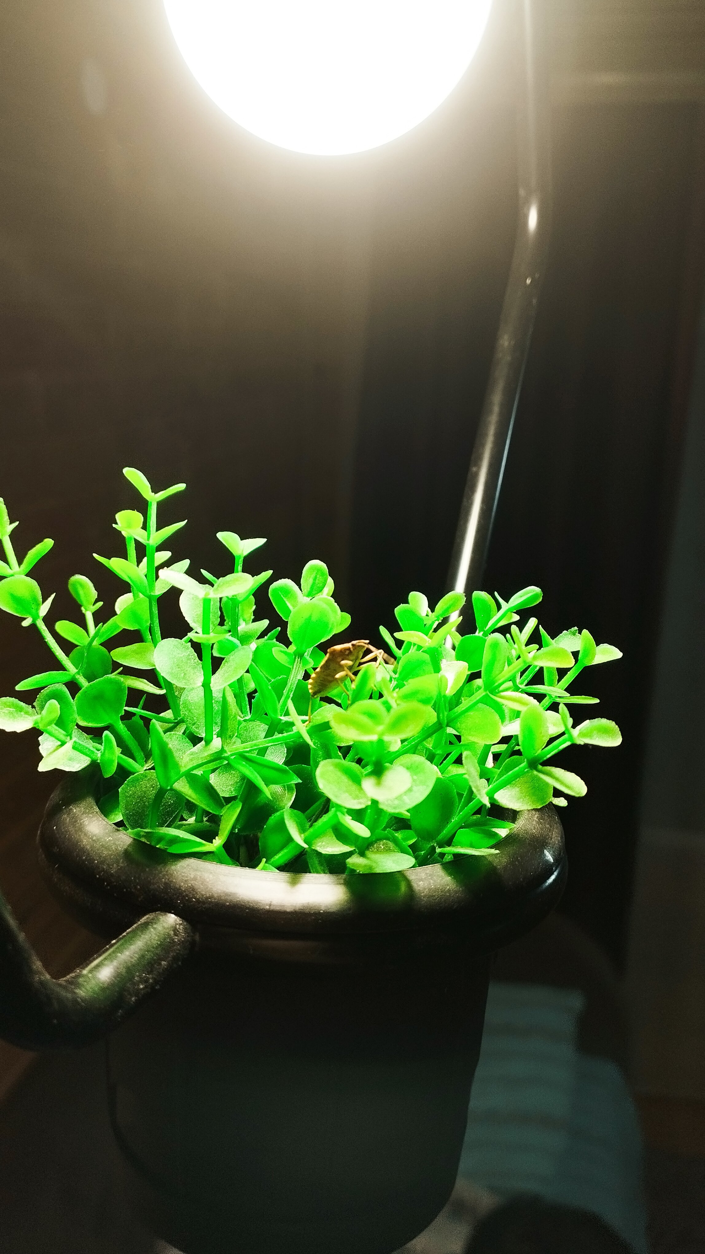 Фото Дом Совы