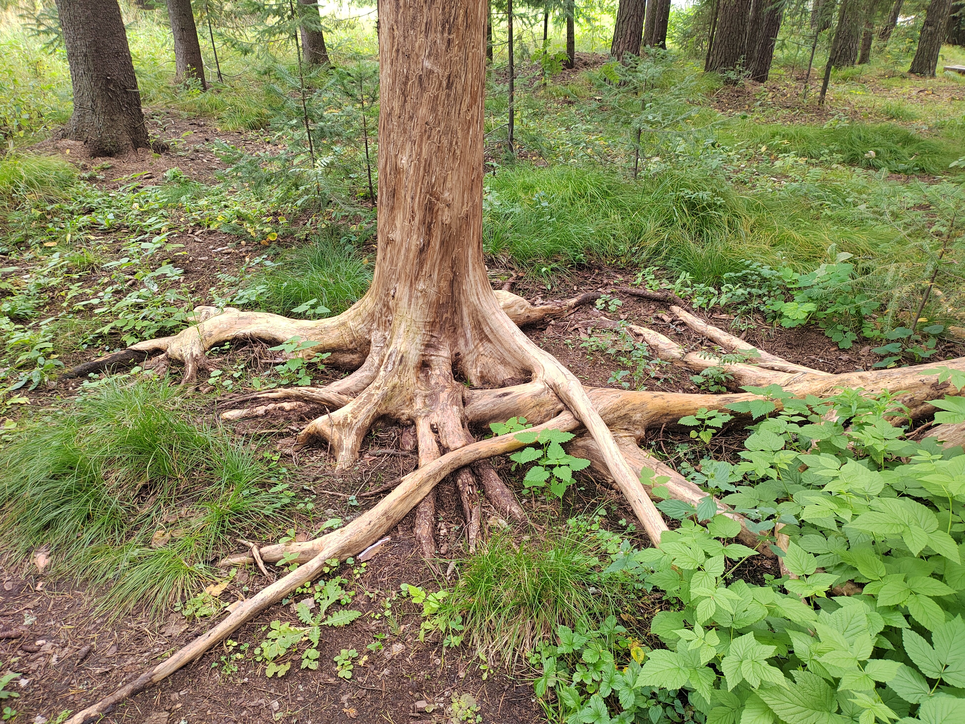 Фото DarkSideCamp