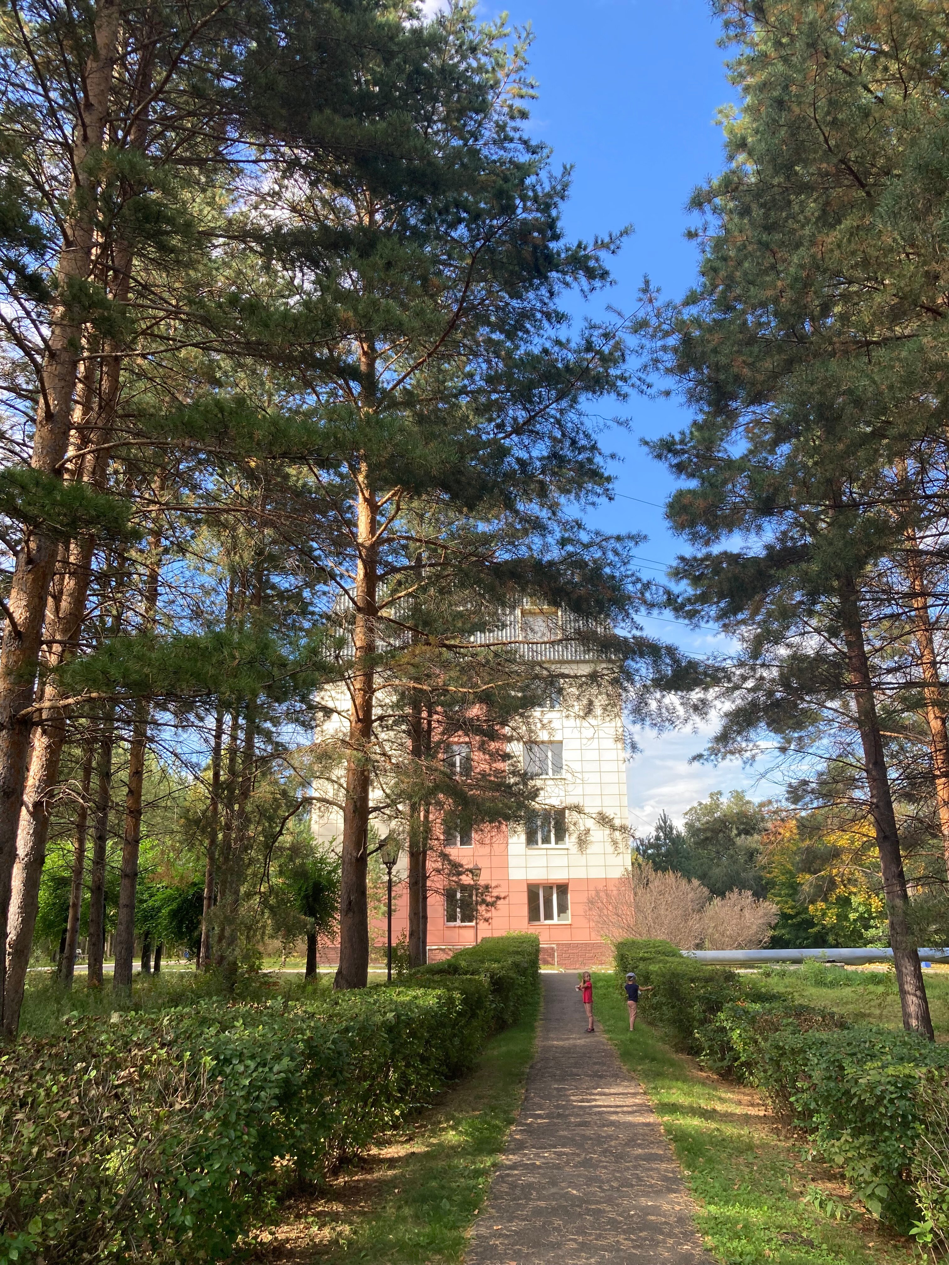 Фото Берёзки