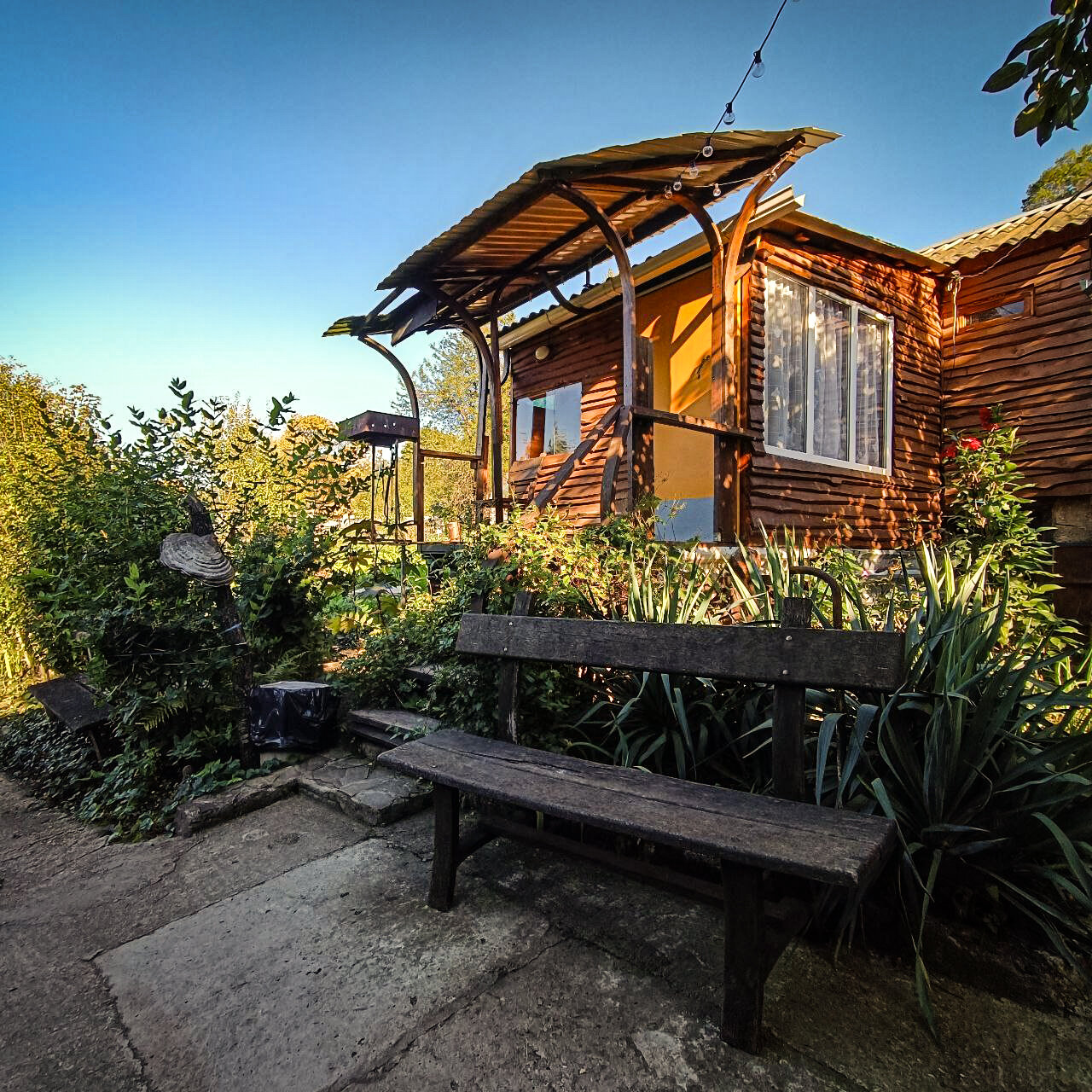 Фото Горная Роза